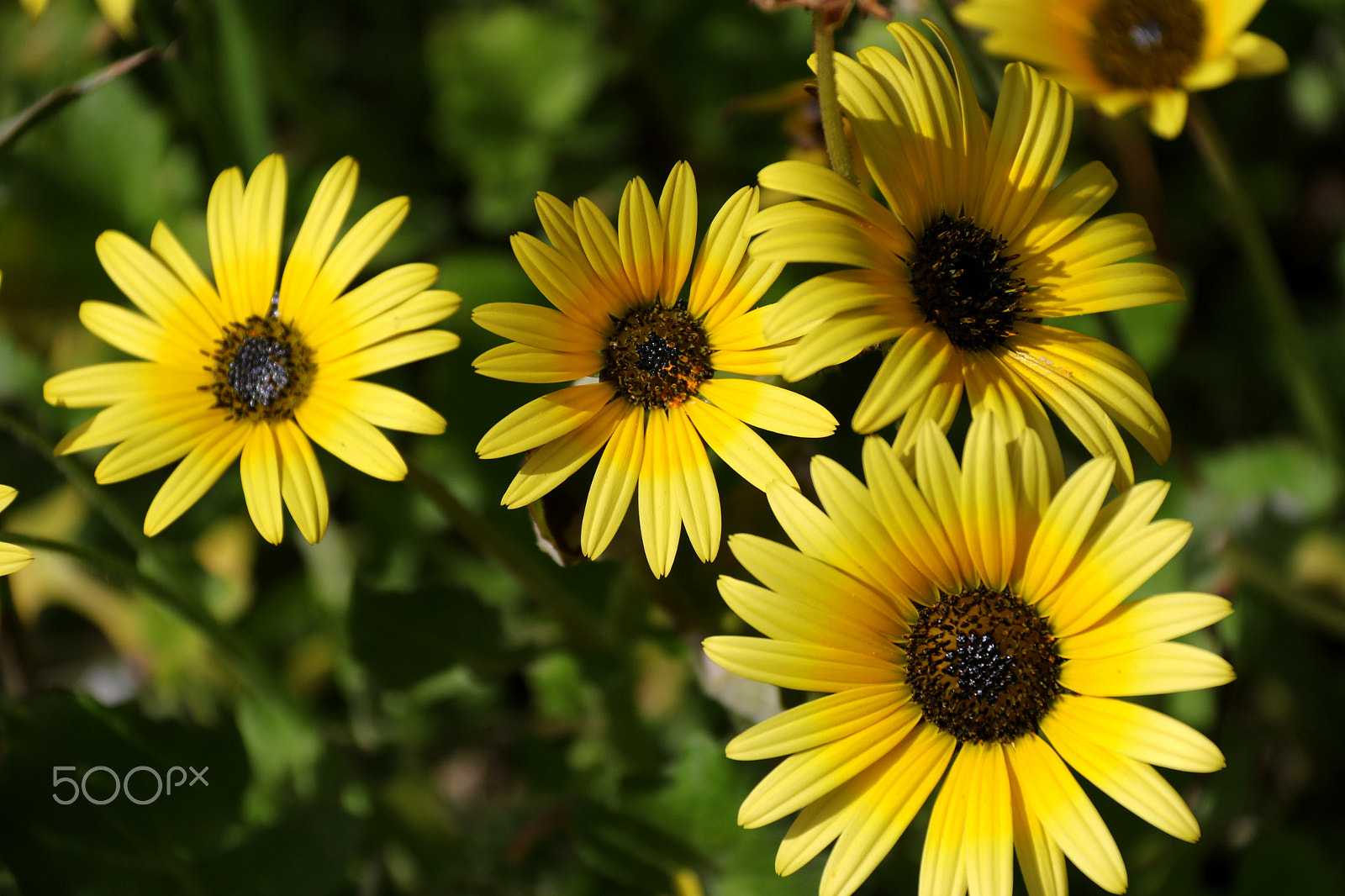 Canon EF-S 18-200mm F3.5-5.6 IS sample photo. Yellows photography