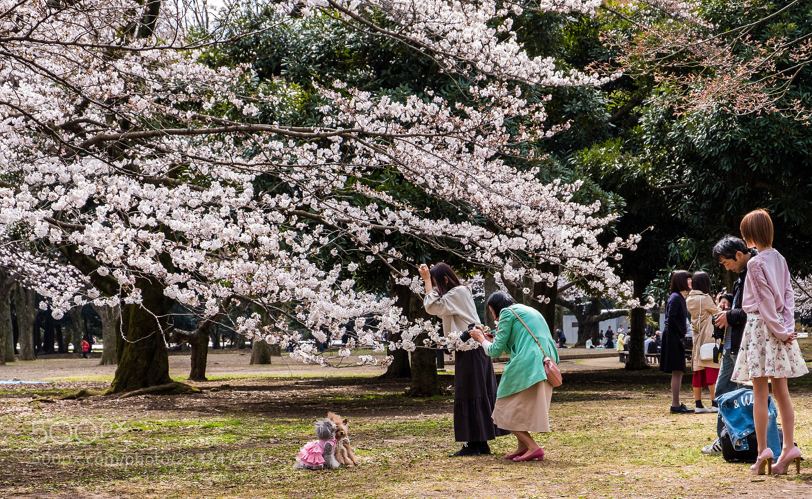 Fujifilm X-T20 sample photo. Cherry blossom doggy photo photography