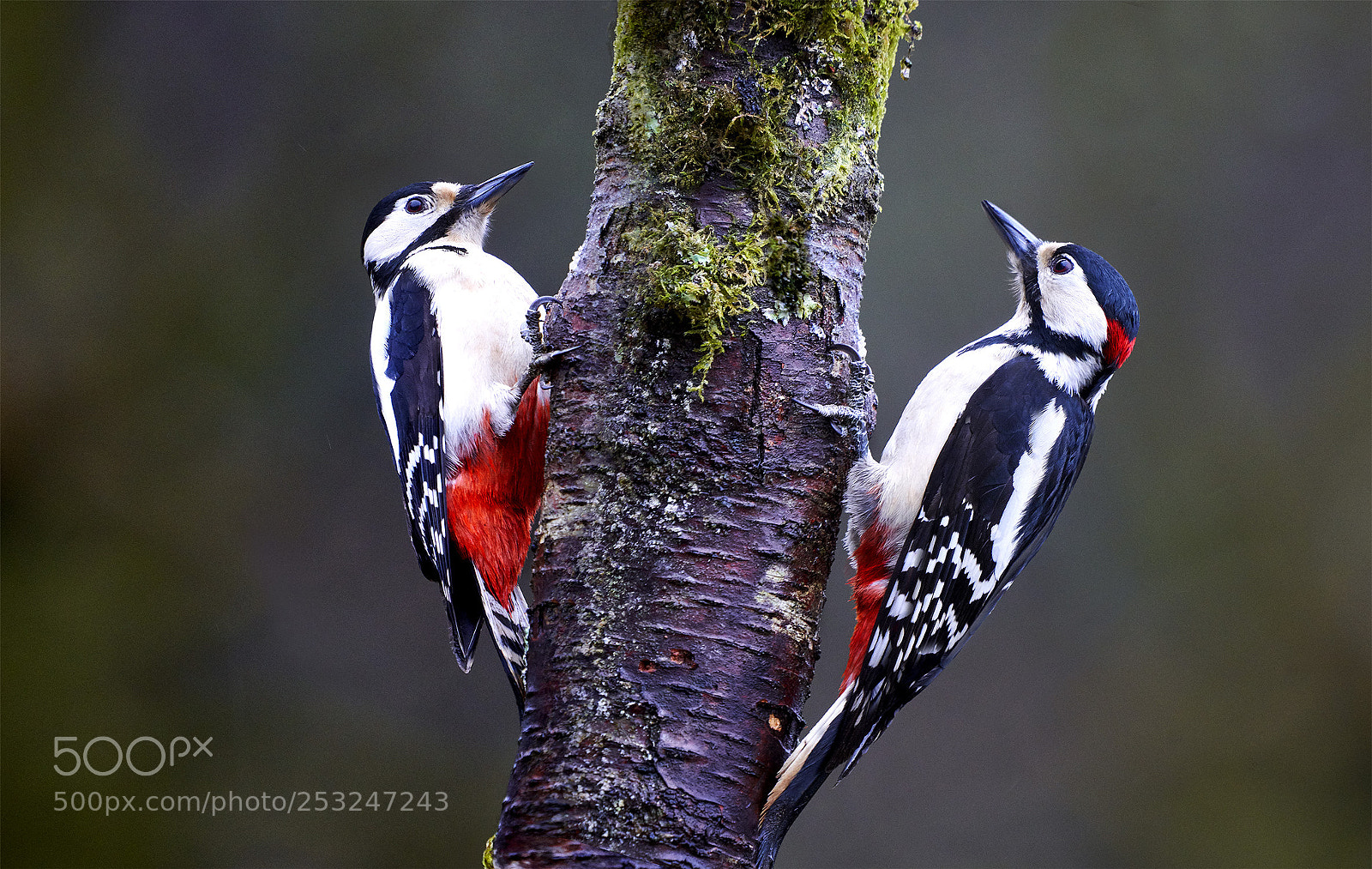 Sony a7R III sample photo. Greater spotted wood pecker photography