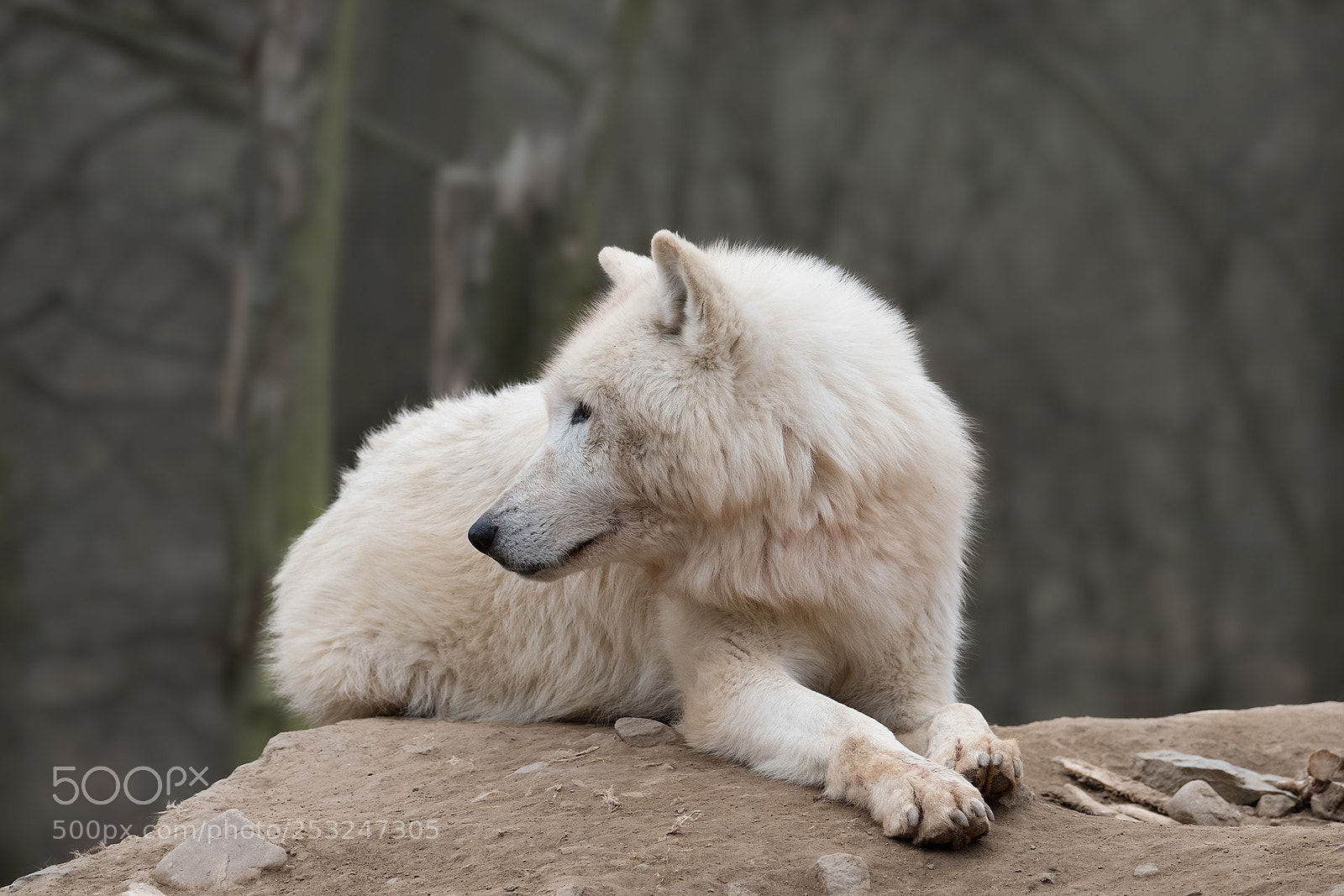 Fujifilm X-T2 sample photo. Wolf photography