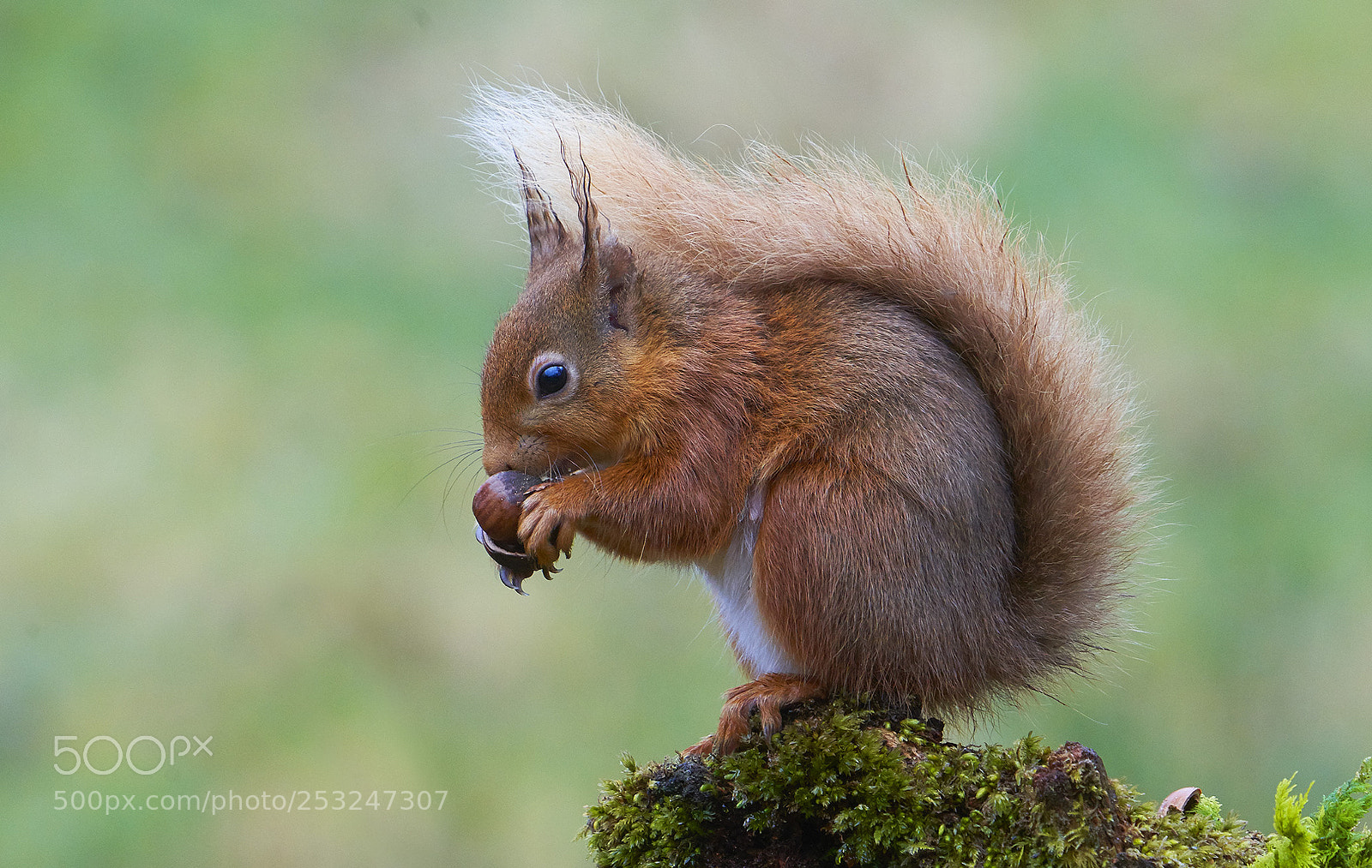 Sony a7R III sample photo. Young red squirrel photography