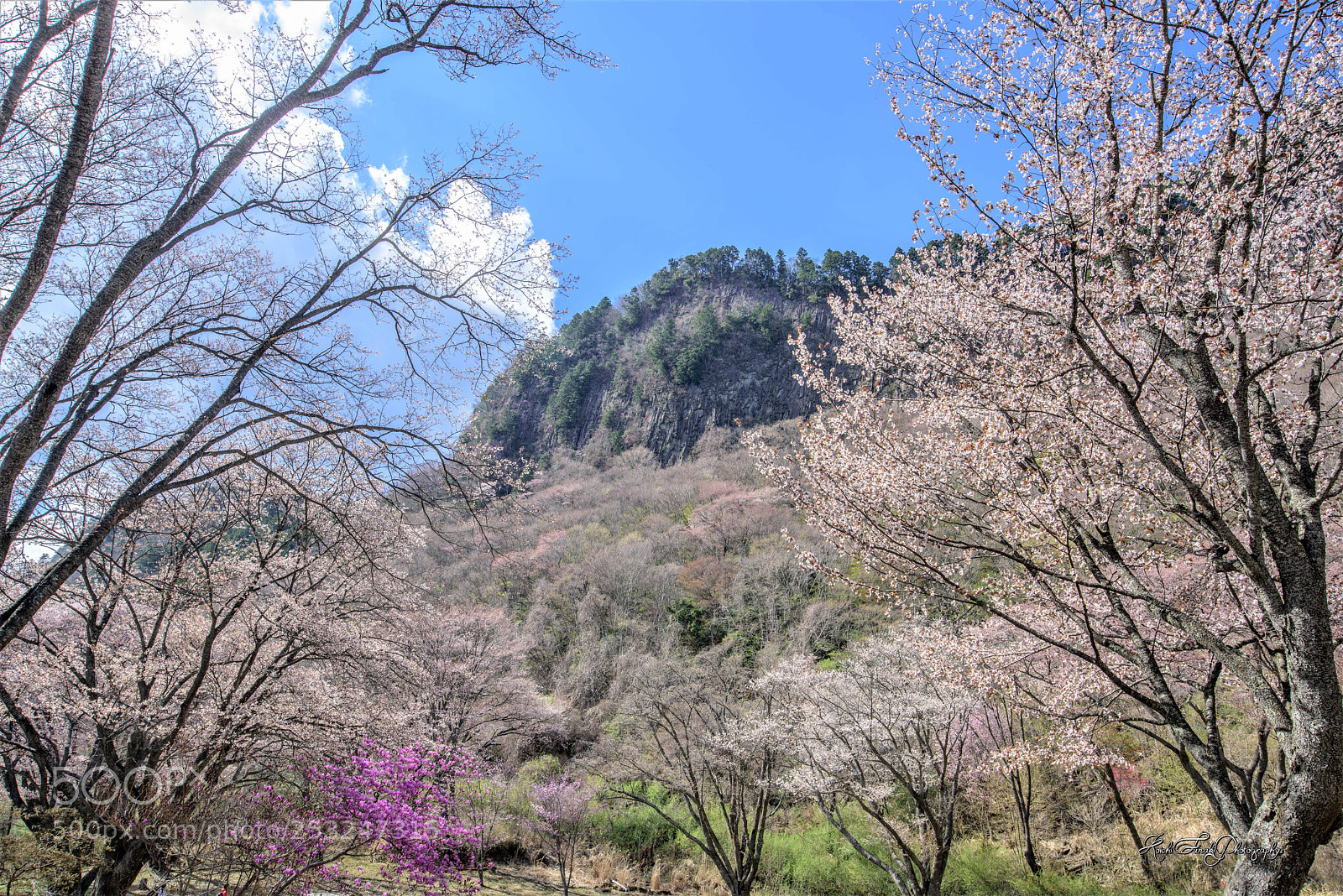 Nikon D810 sample photo. Wild cherry blossoms are photography