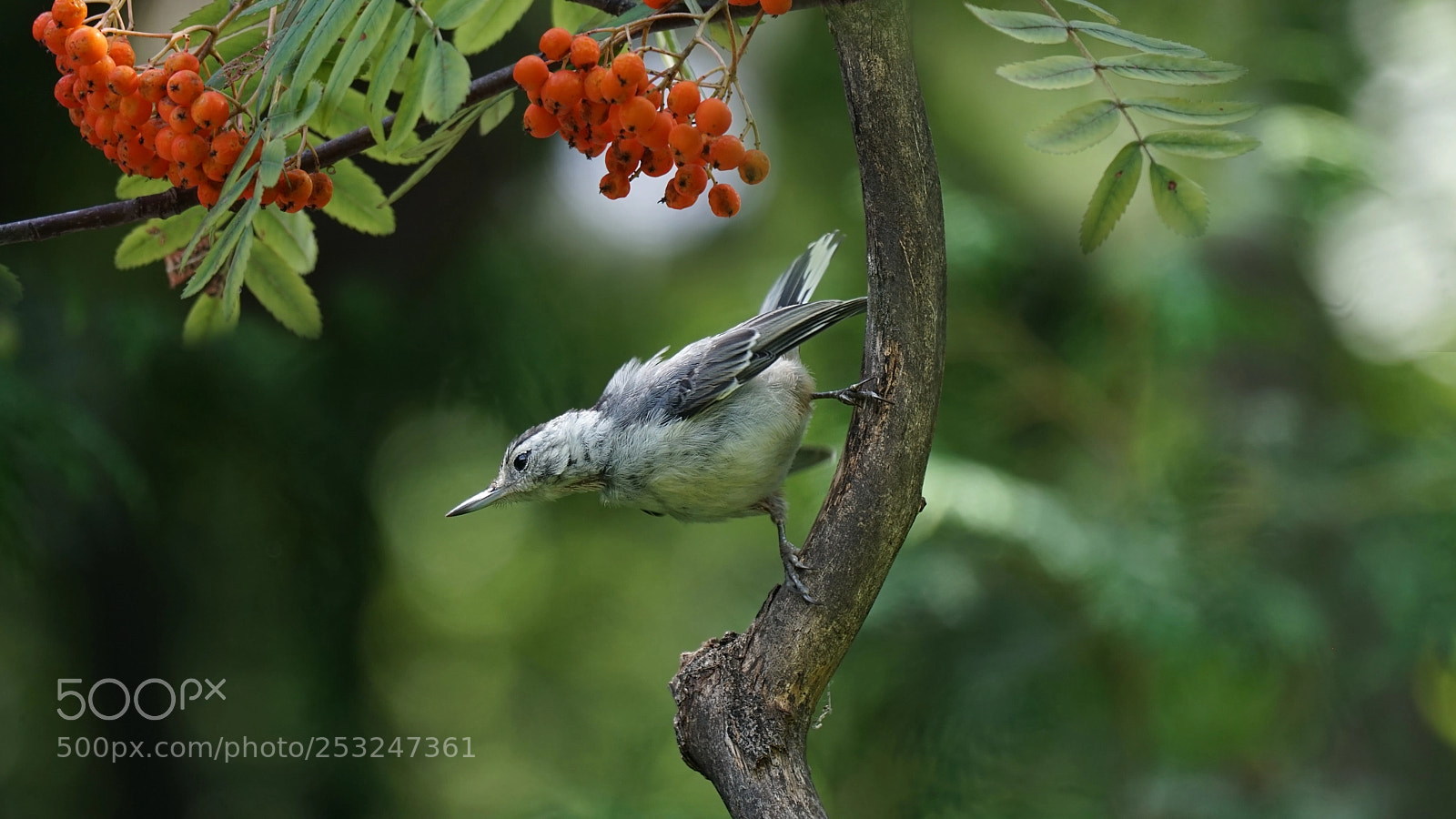 Sony a6300 sample photo. White-breasted nuthatch photography