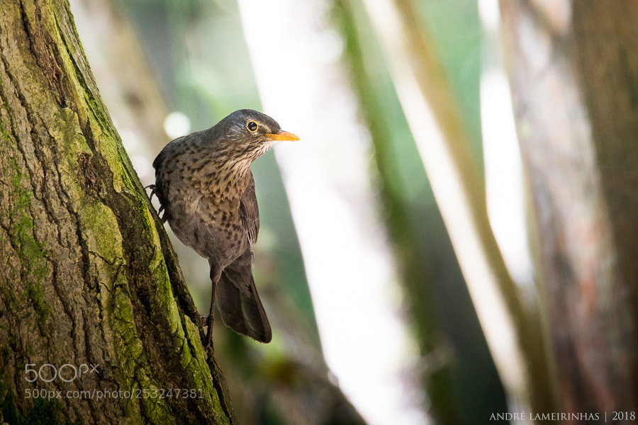 Nikon D5300 sample photo. Melro-preto tudus merula common photography