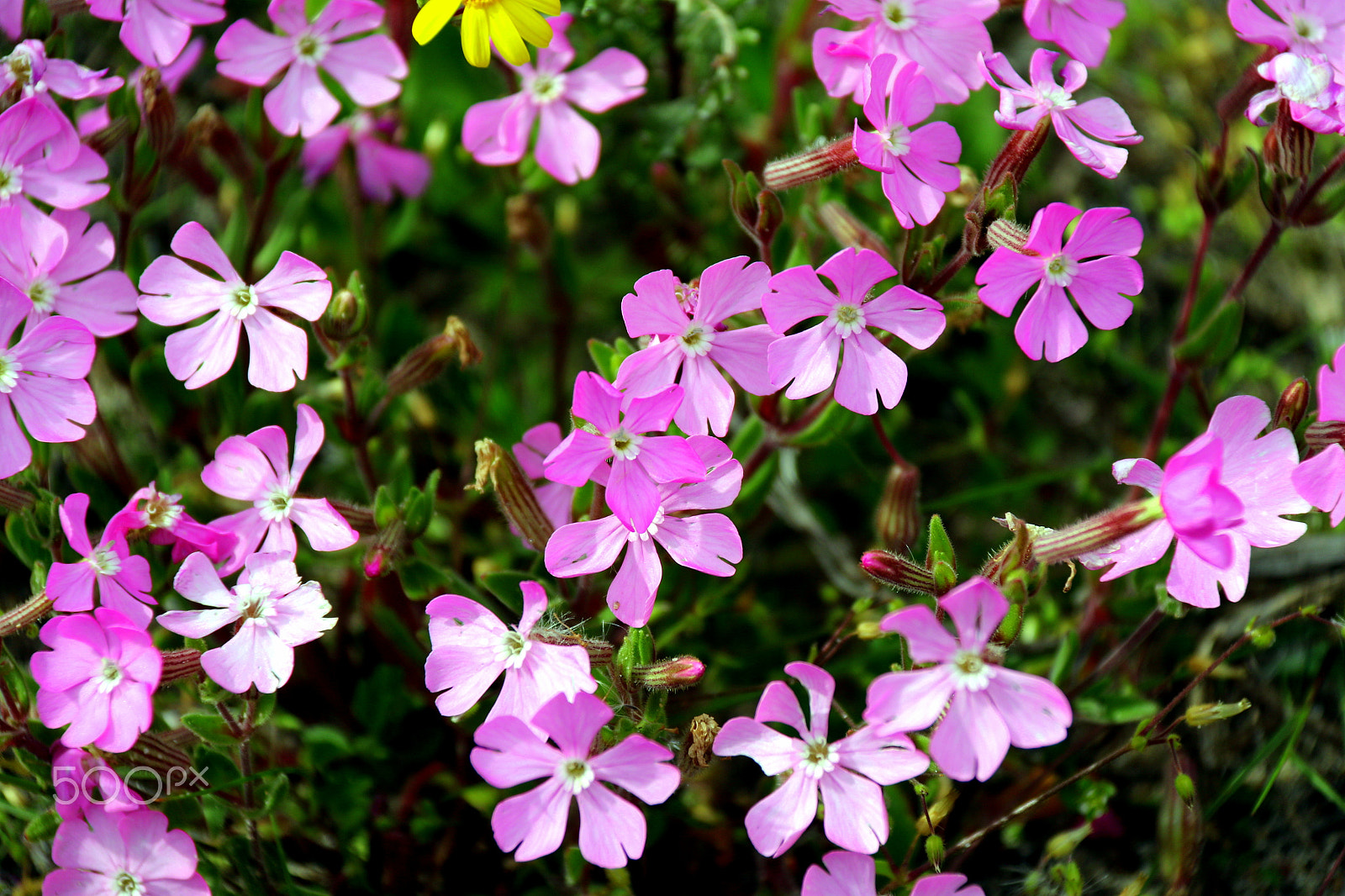 Canon EF-S 18-200mm F3.5-5.6 IS sample photo. Pink photography
