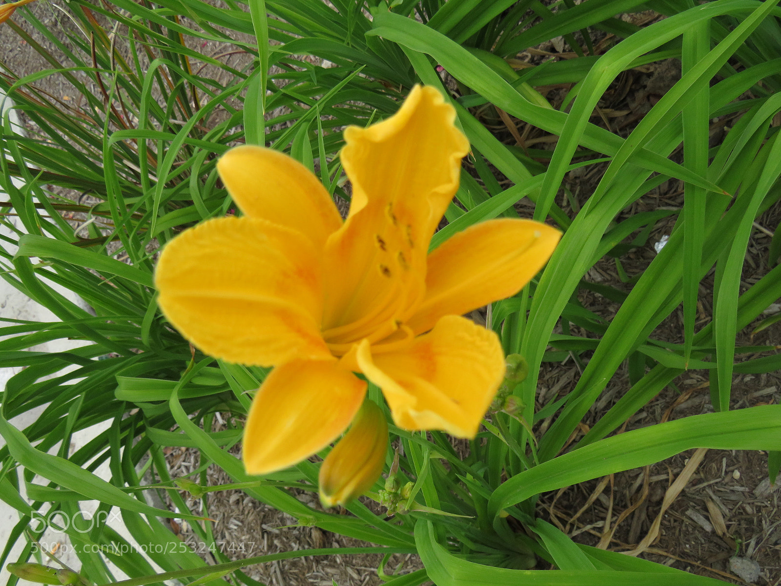 Canon PowerShot SX540 HS sample photo. Photo artist susan ruth photography