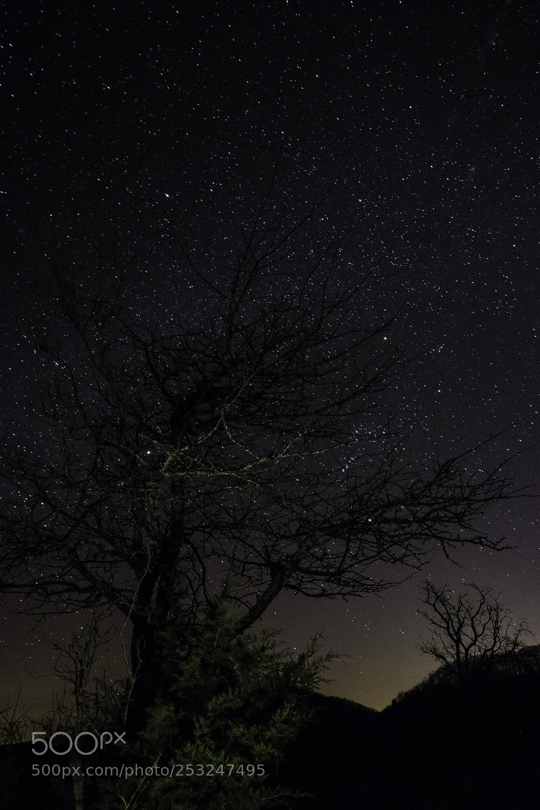 Canon EOS 80D sample photo. Night tree photography