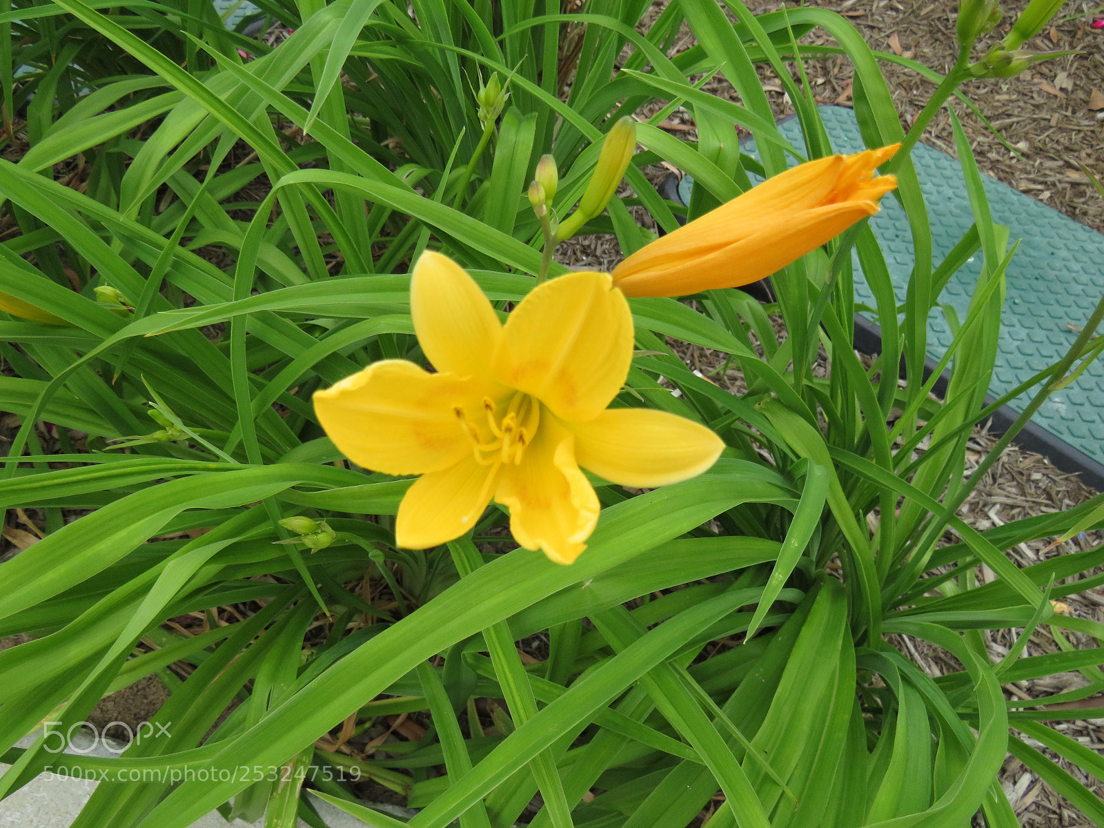 Canon PowerShot SX540 HS sample photo. Photo artist susan ruth photography