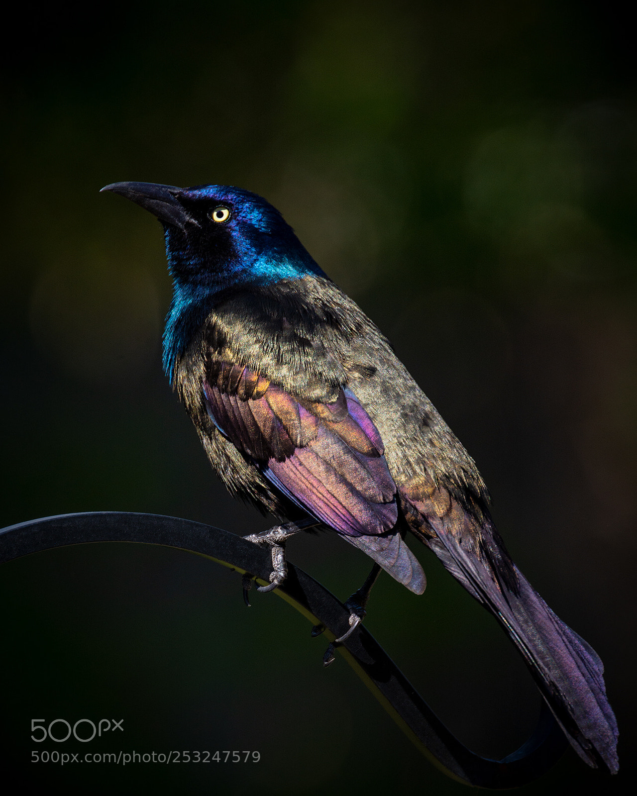 Nikon D7100 sample photo. Male grackle photography