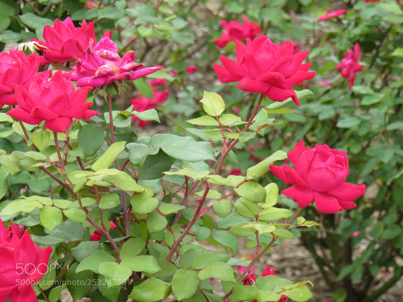 Canon PowerShot SX540 HS sample photo. Photo artist susan ruth photography