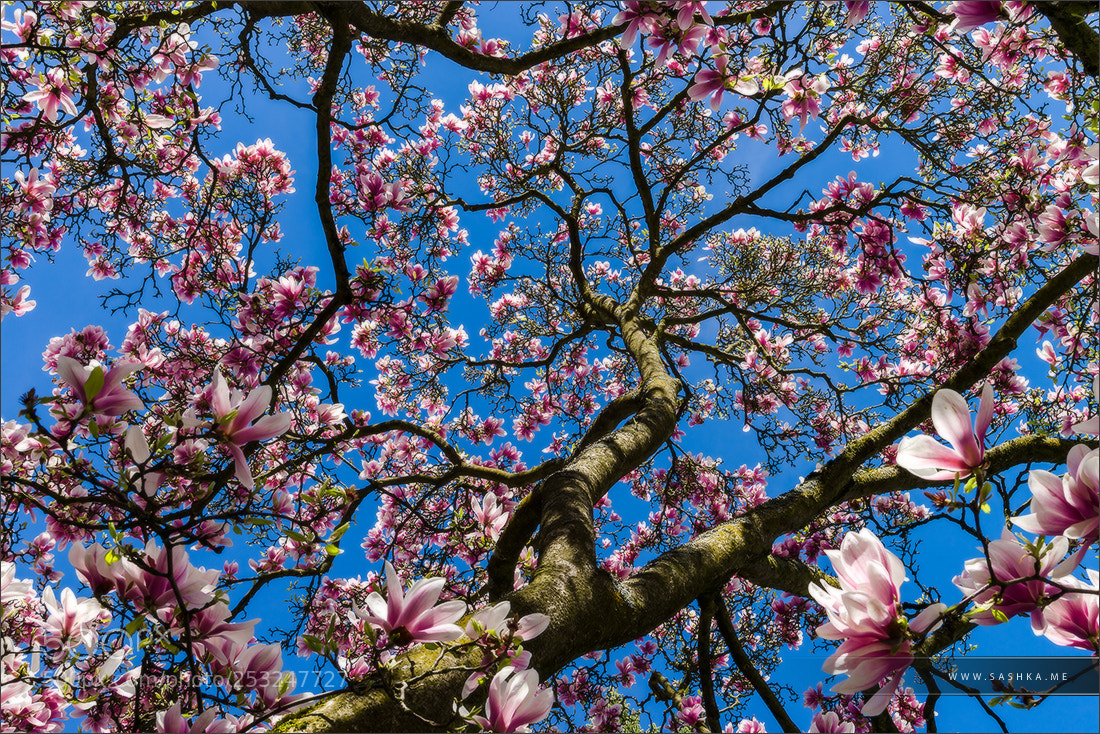 Sony a99 II sample photo. Beautiful pink magnolia on photography
