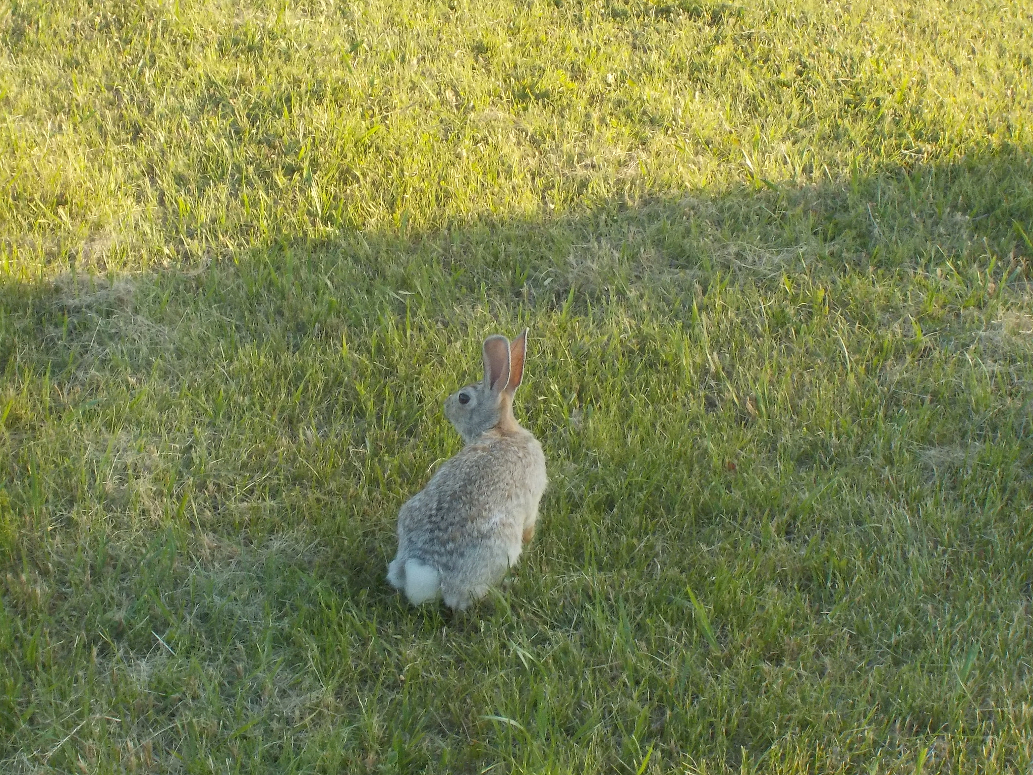 Nikon Coolpix S33 sample photo. Rabbit and grass photography