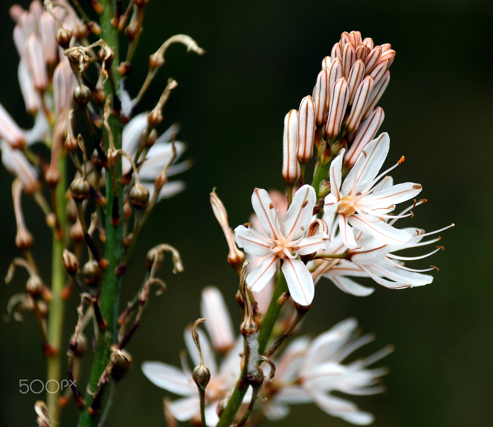 Canon EF-S 18-200mm F3.5-5.6 IS sample photo. Wild beauty photography