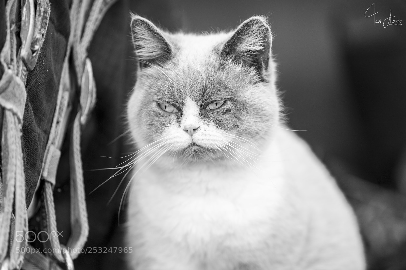 Nikon D5 sample photo. "i' am grisito, meoow!" photography