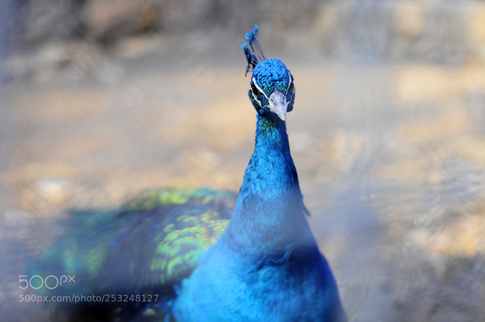 Nikon D300S sample photo. Noble colors photography
