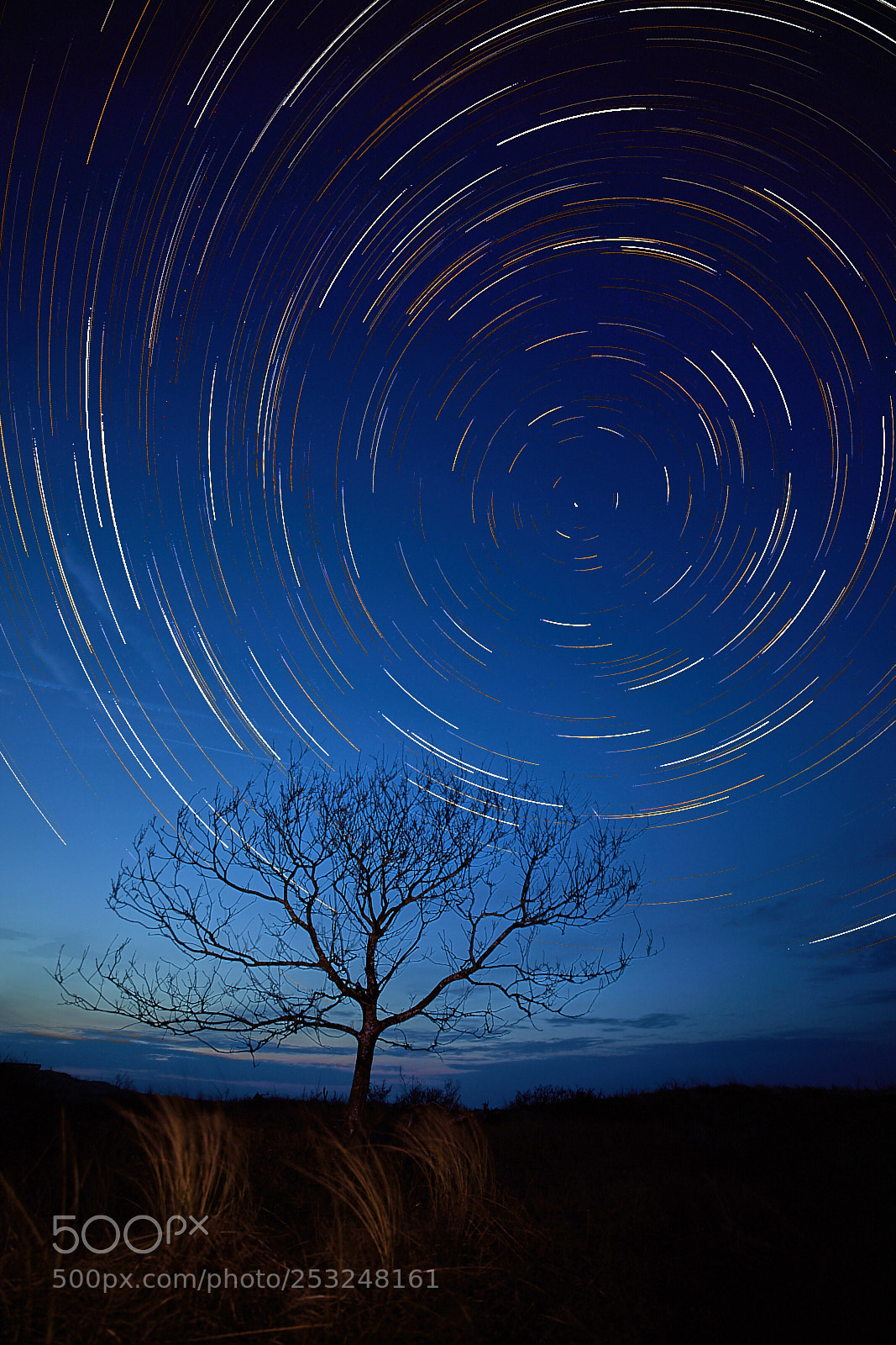 Canon EOS 5D Mark IV sample photo. The lonely tree and photography