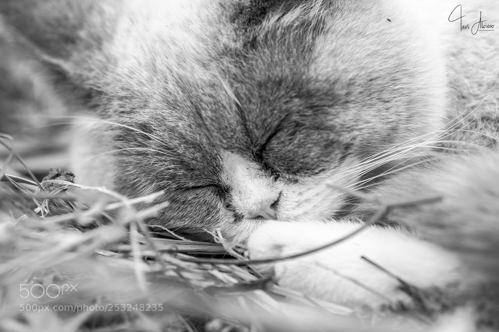 Nikon D5 sample photo. Grisitos time to sleep photography