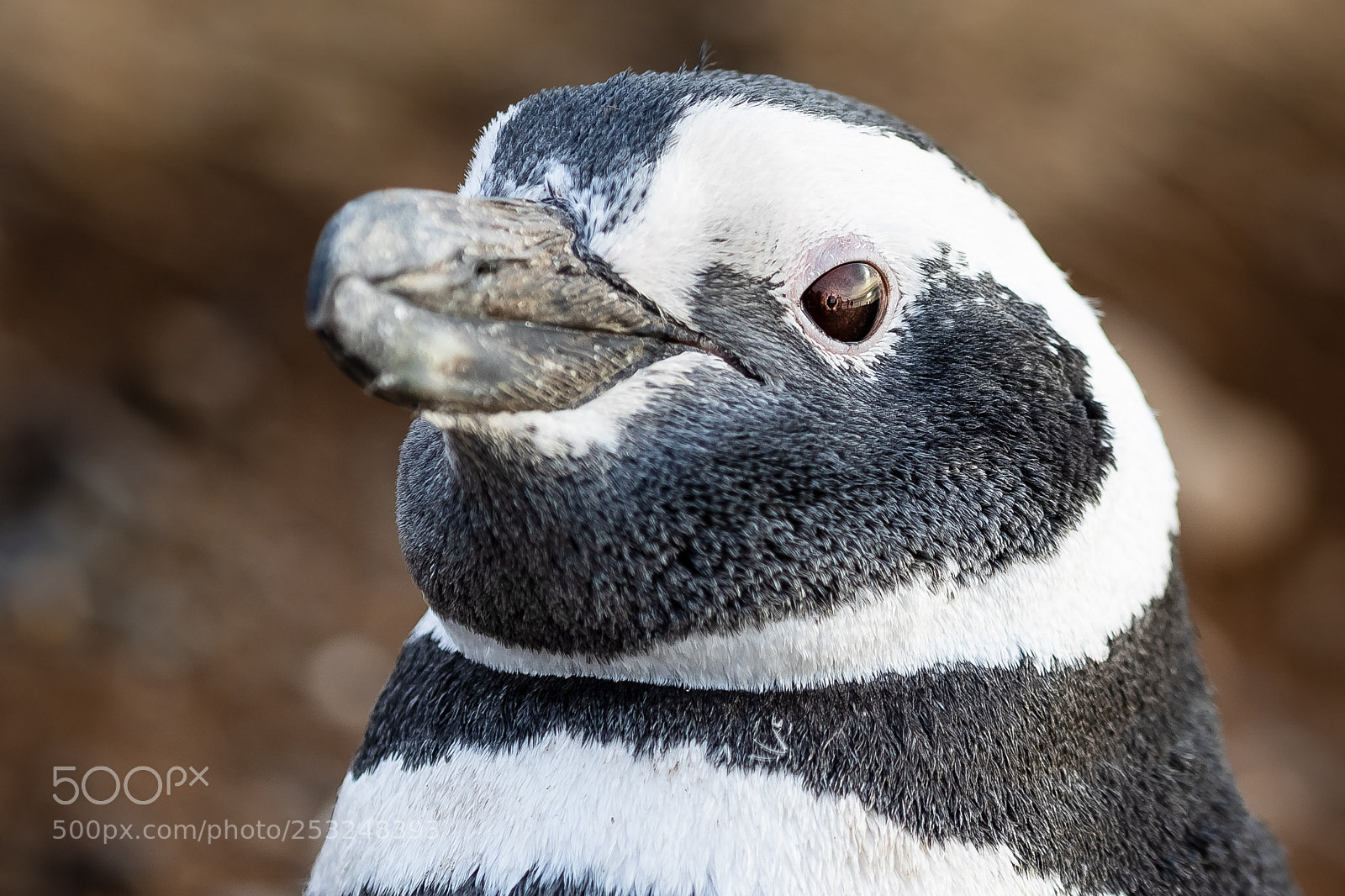 Canon EOS 7D Mark II sample photo. Magellanic penguin portrait photography