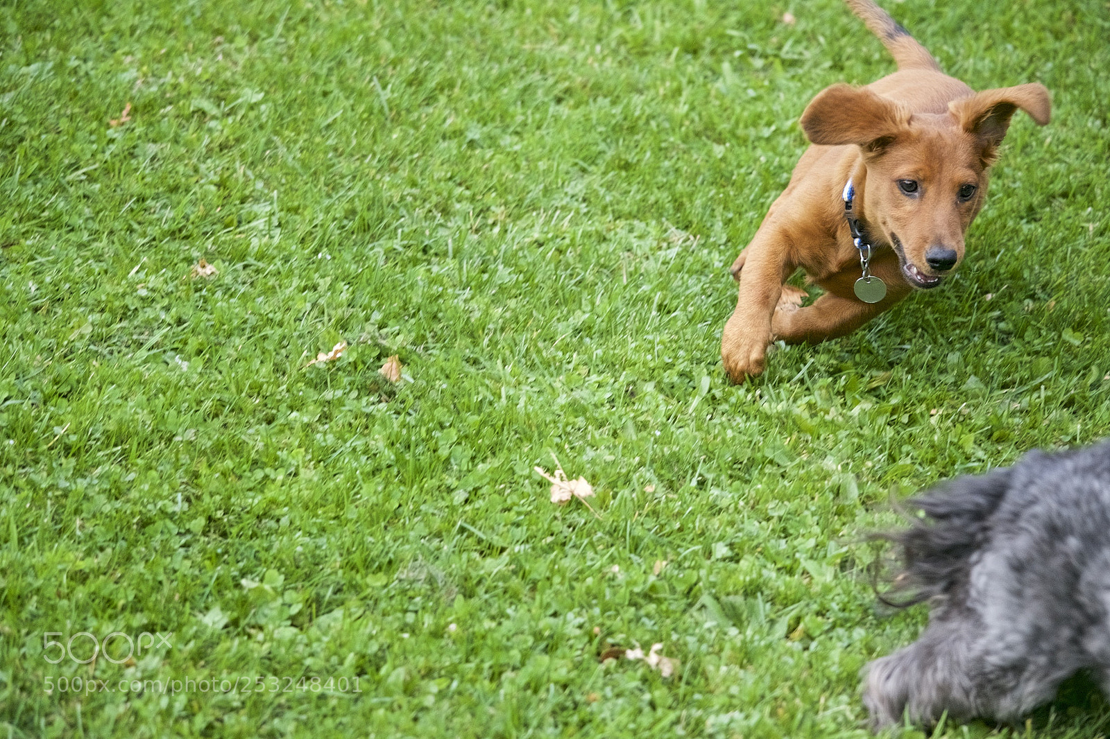 Nikon D3100 sample photo. Puppy in pursuit photography