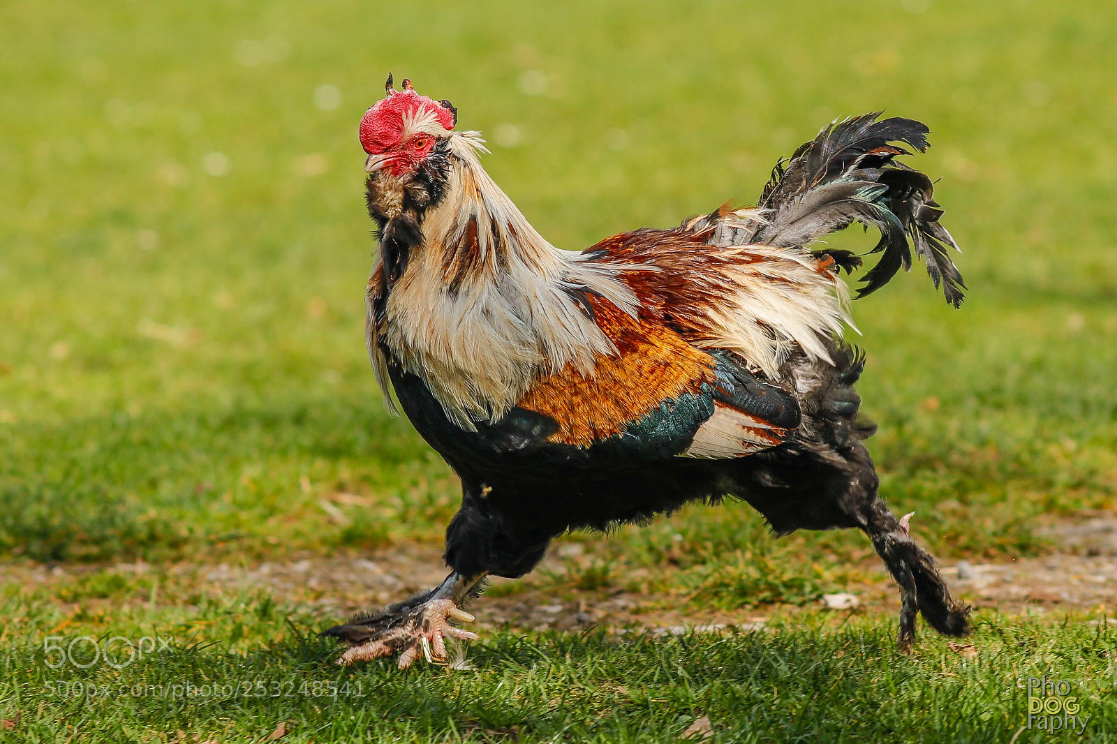 Canon EOS 80D sample photo. Chicken run photography