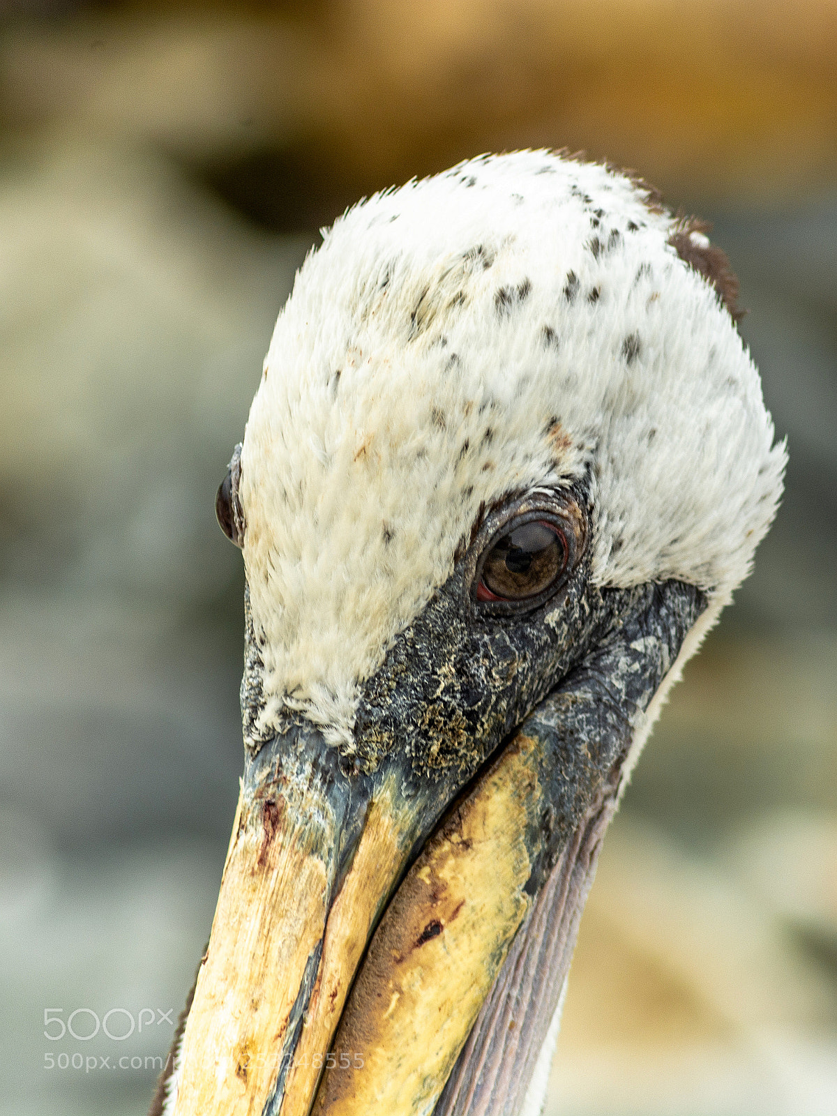 Nikon D7100 sample photo. Pelicano photography