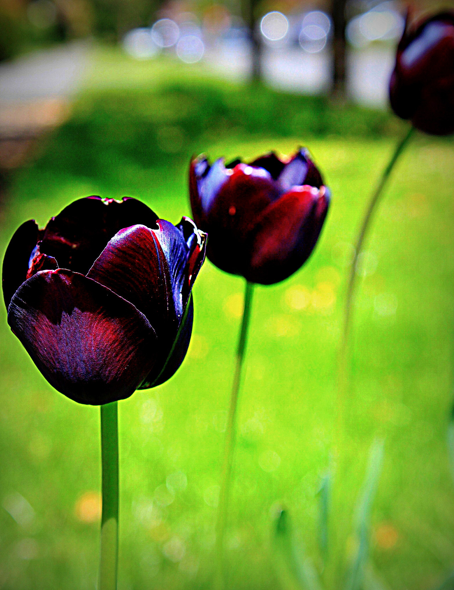 Canon EF-S 18-55mm F3.5-5.6 IS sample photo. Spring tulips photography