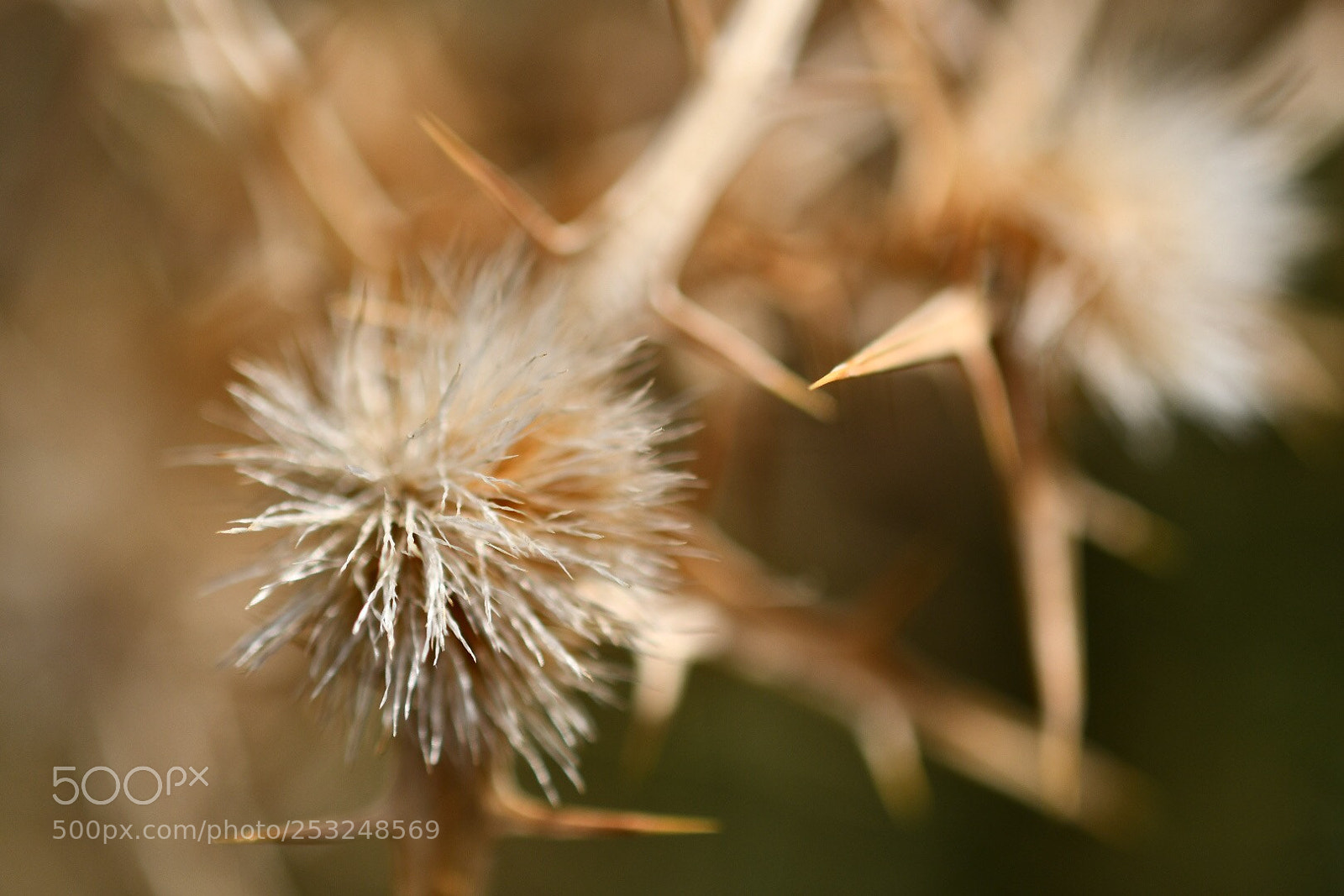 Nikon D7500 sample photo. Nature photography