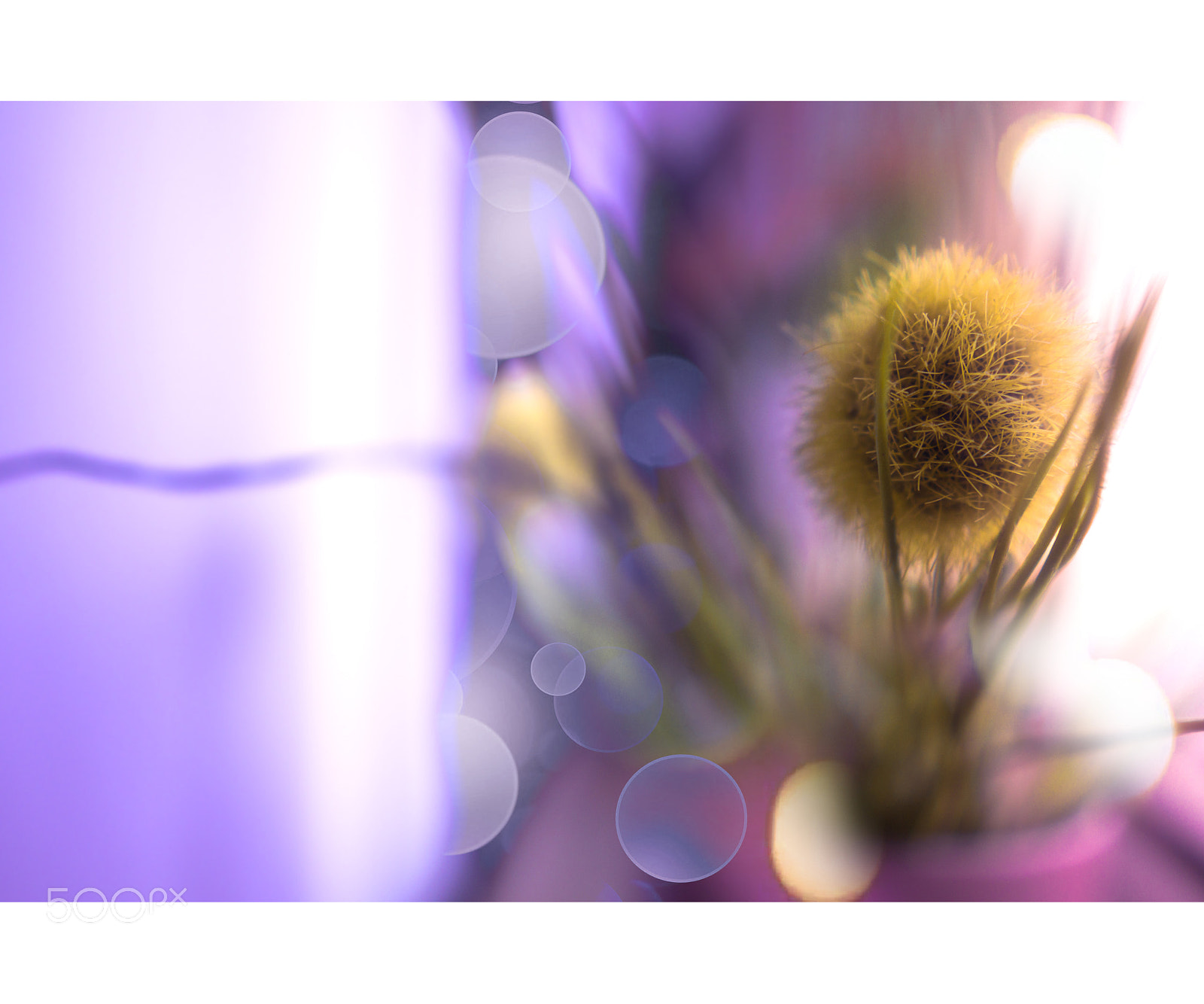 Sony a6300 sample photo. Just a flower photography