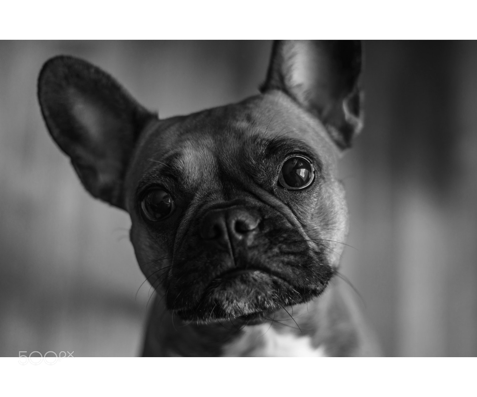 Sony a6300 sample photo. Her name: molly. photography