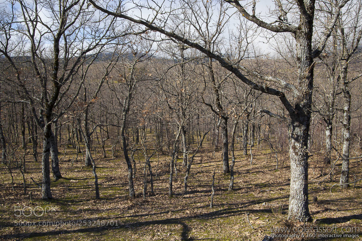 Canon EOS 5D Mark II sample photo. Braojos 02 photography