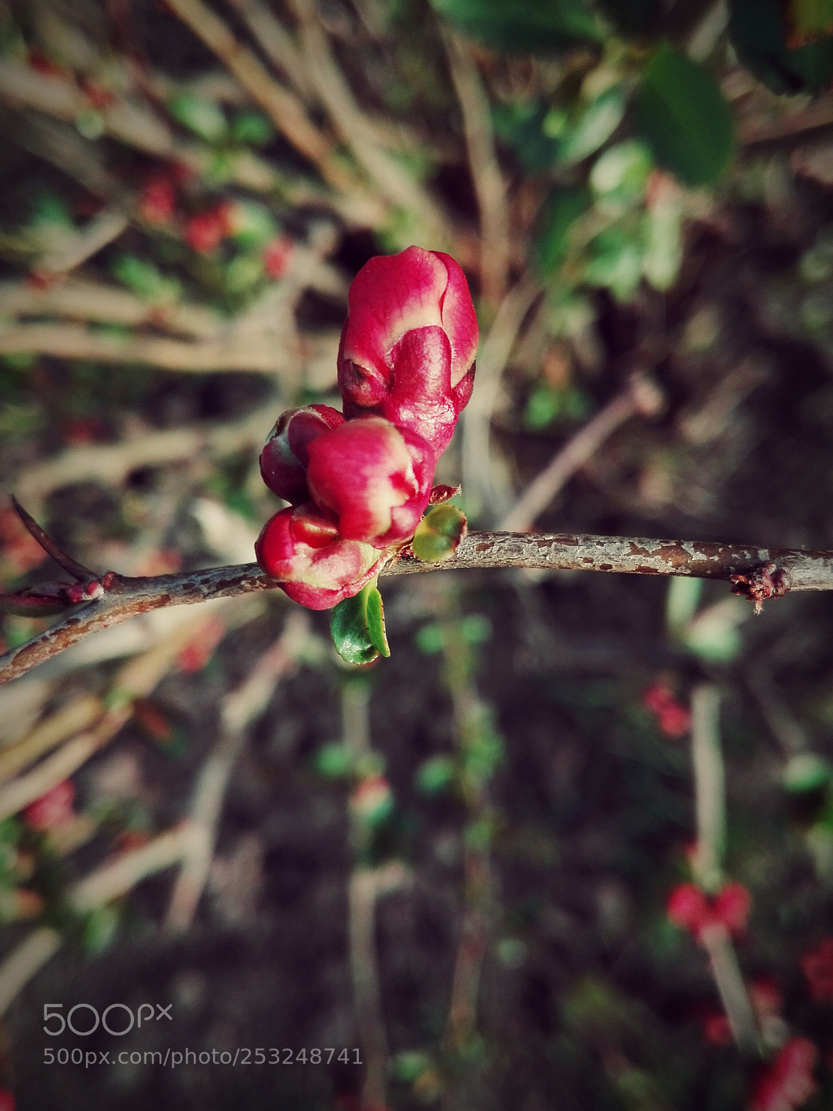 HUAWEI P8 Lite sample photo. Untitled photography