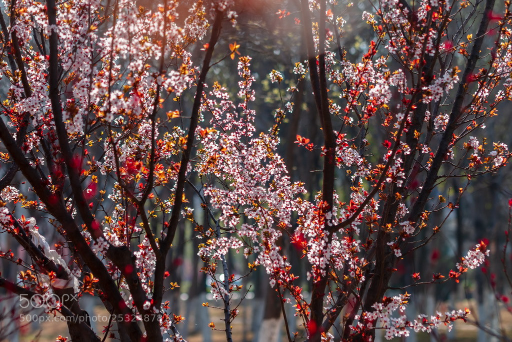 Canon EOS 70D sample photo. Spring sunshine photography