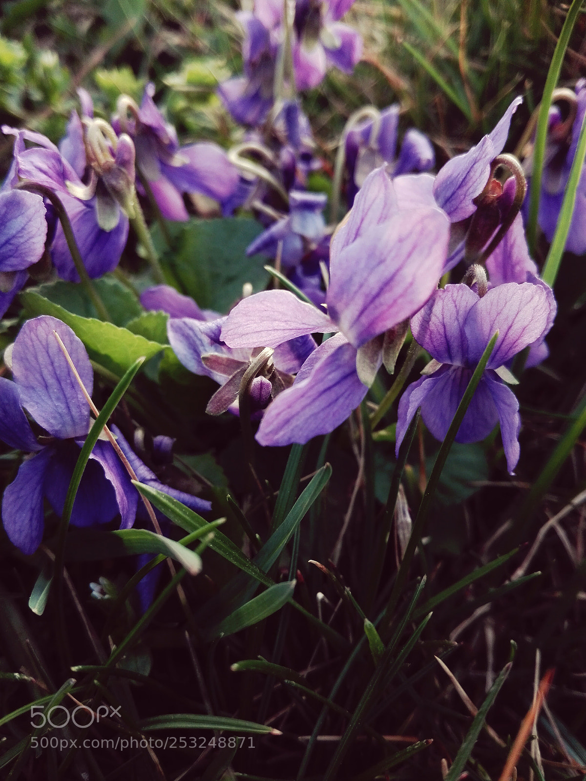 HUAWEI P8 Lite sample photo. Untitled photography