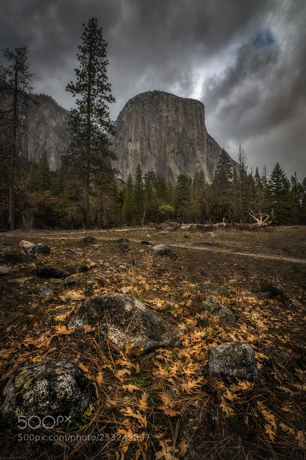 Nikon D850 sample photo. The meadow photography