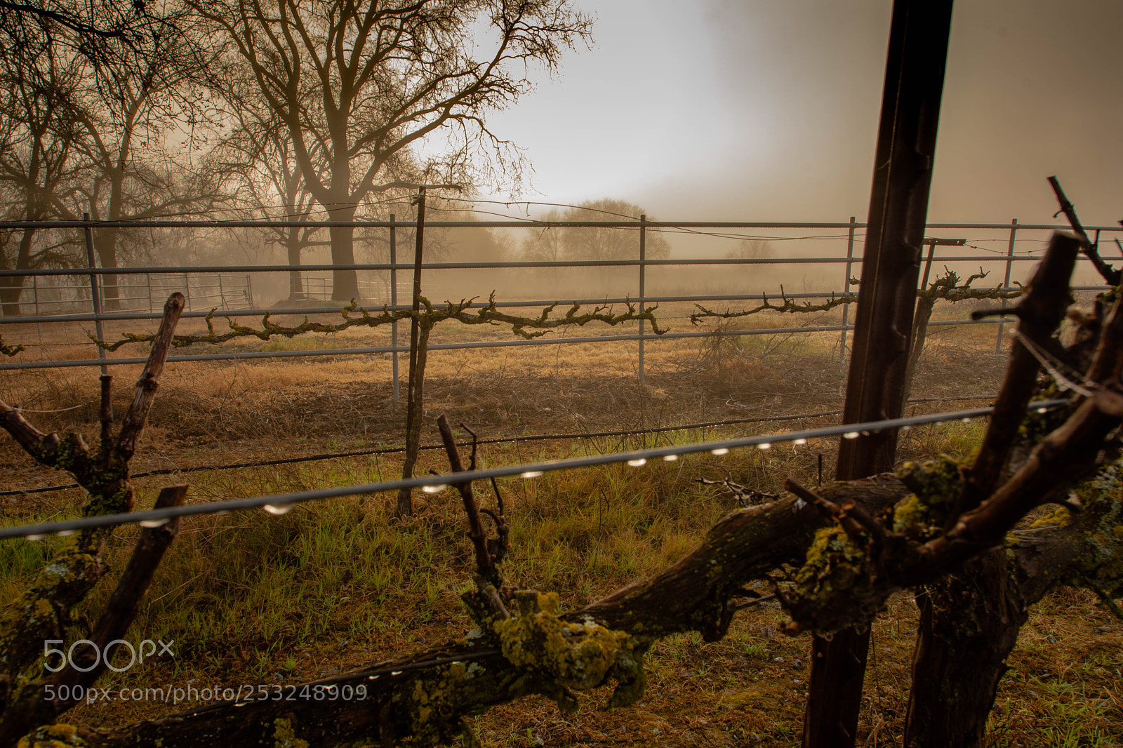 Nikon D7200 sample photo. Vino vineyard ? photography