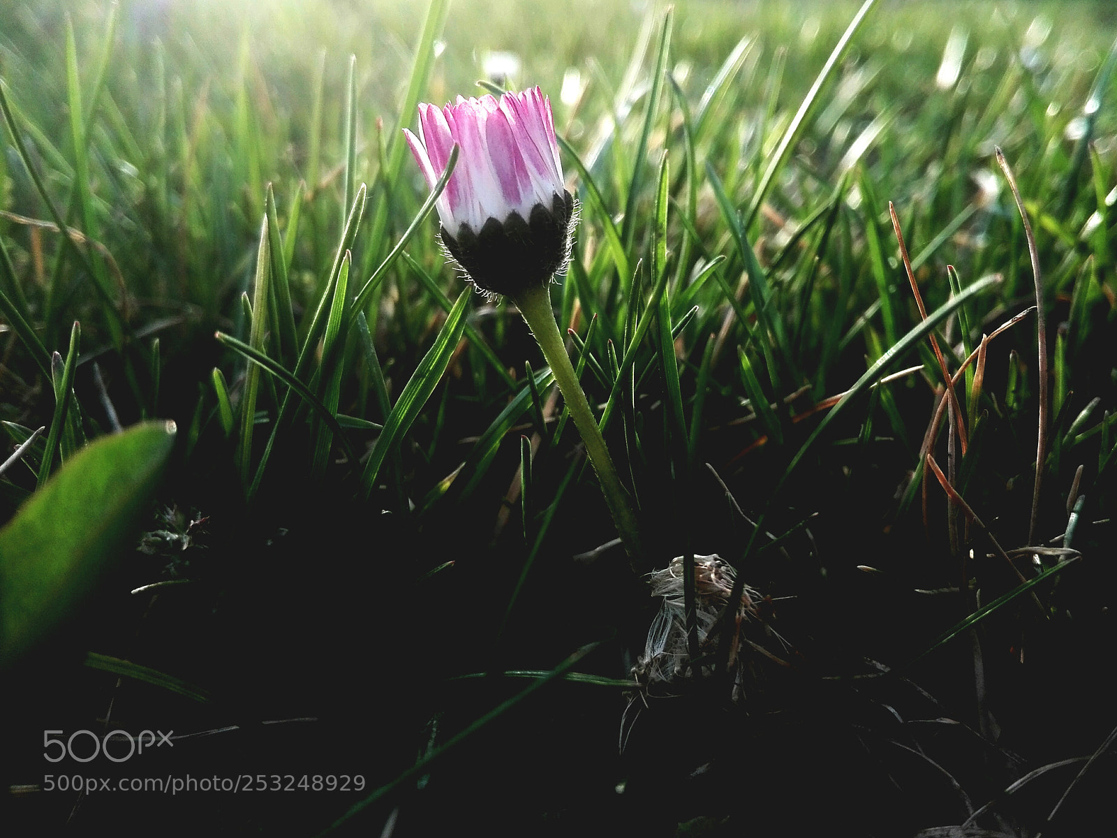 HUAWEI P8 Lite sample photo. Untitled photography