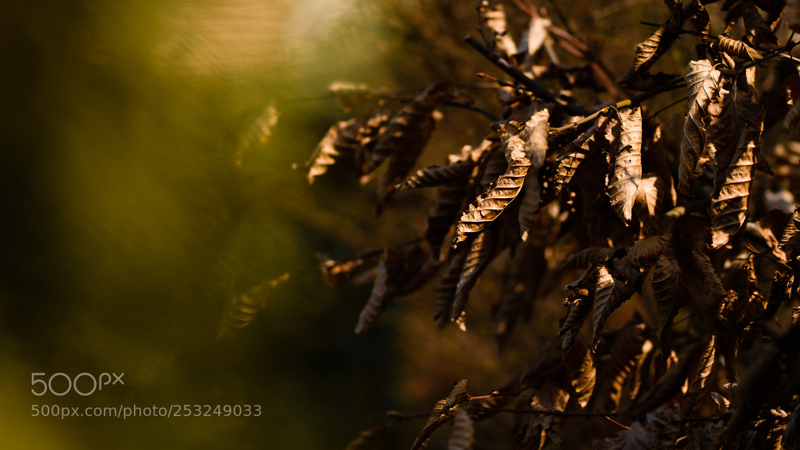 Nikon D5500 sample photo. Autumn leafs in spring photography