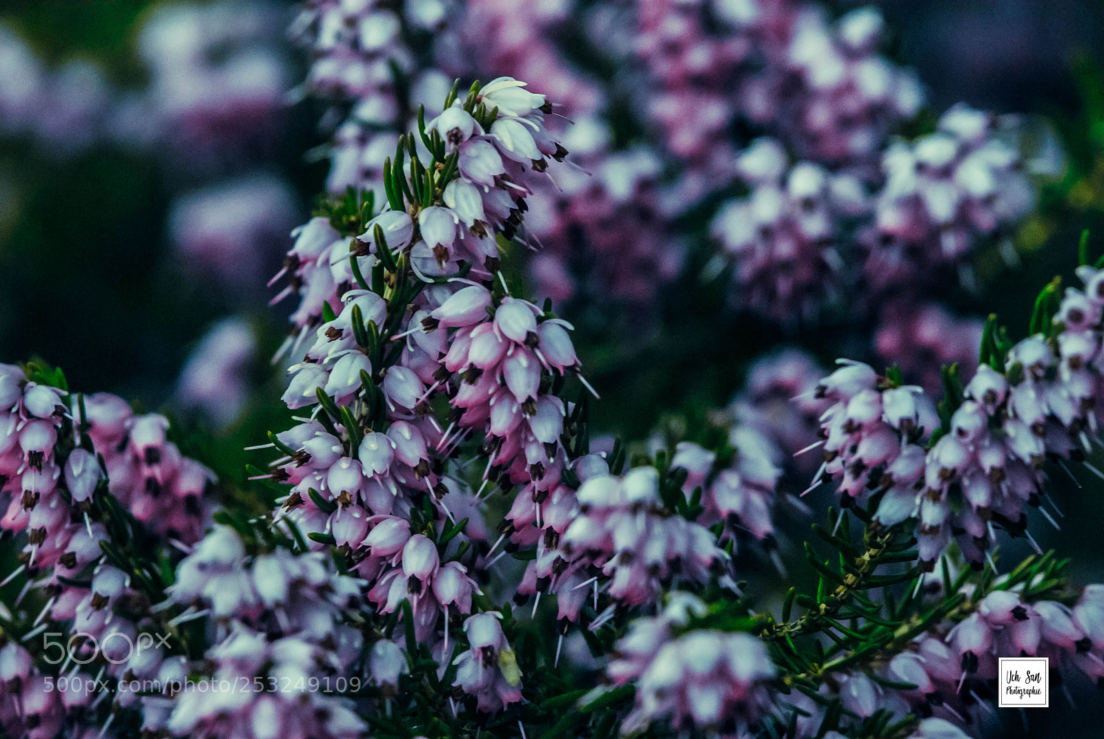 Nikon D200 sample photo. Untitled photography
