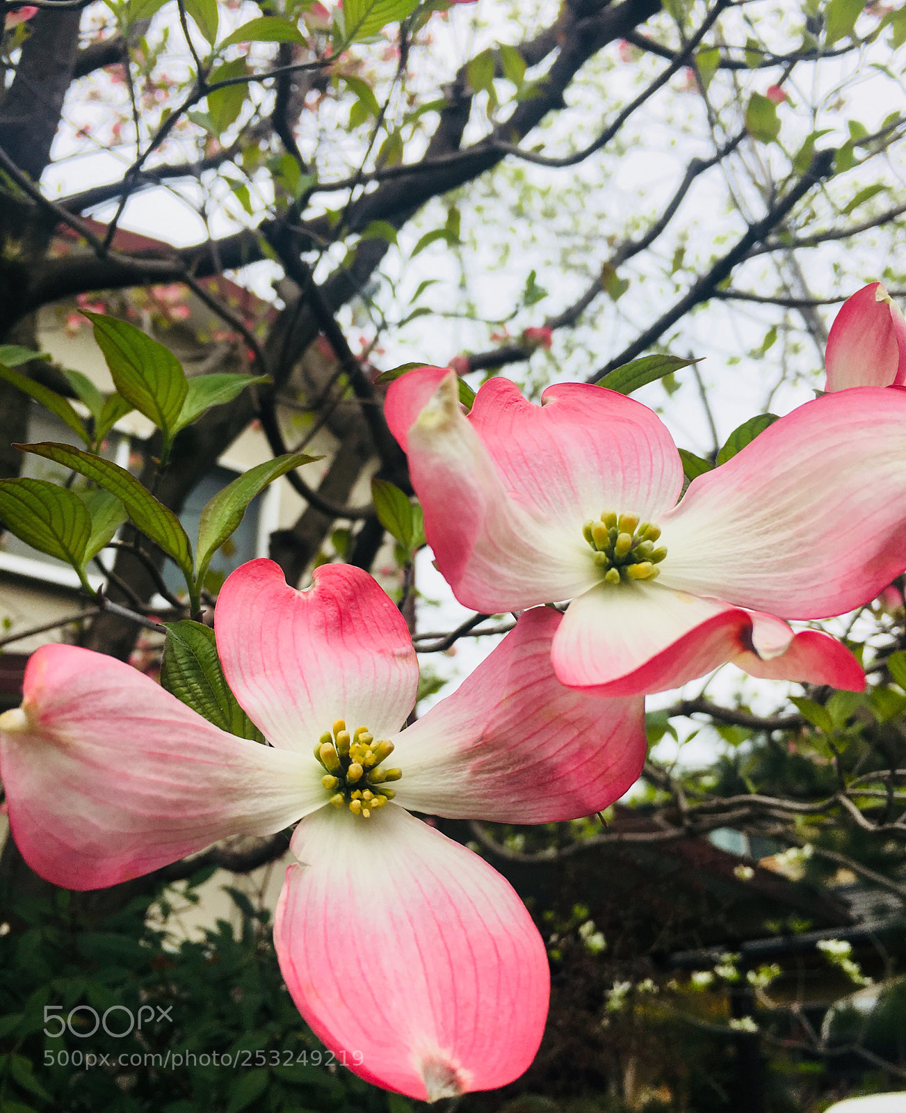 Apple iPhone 6s sample photo. Flowering_dogwood photography