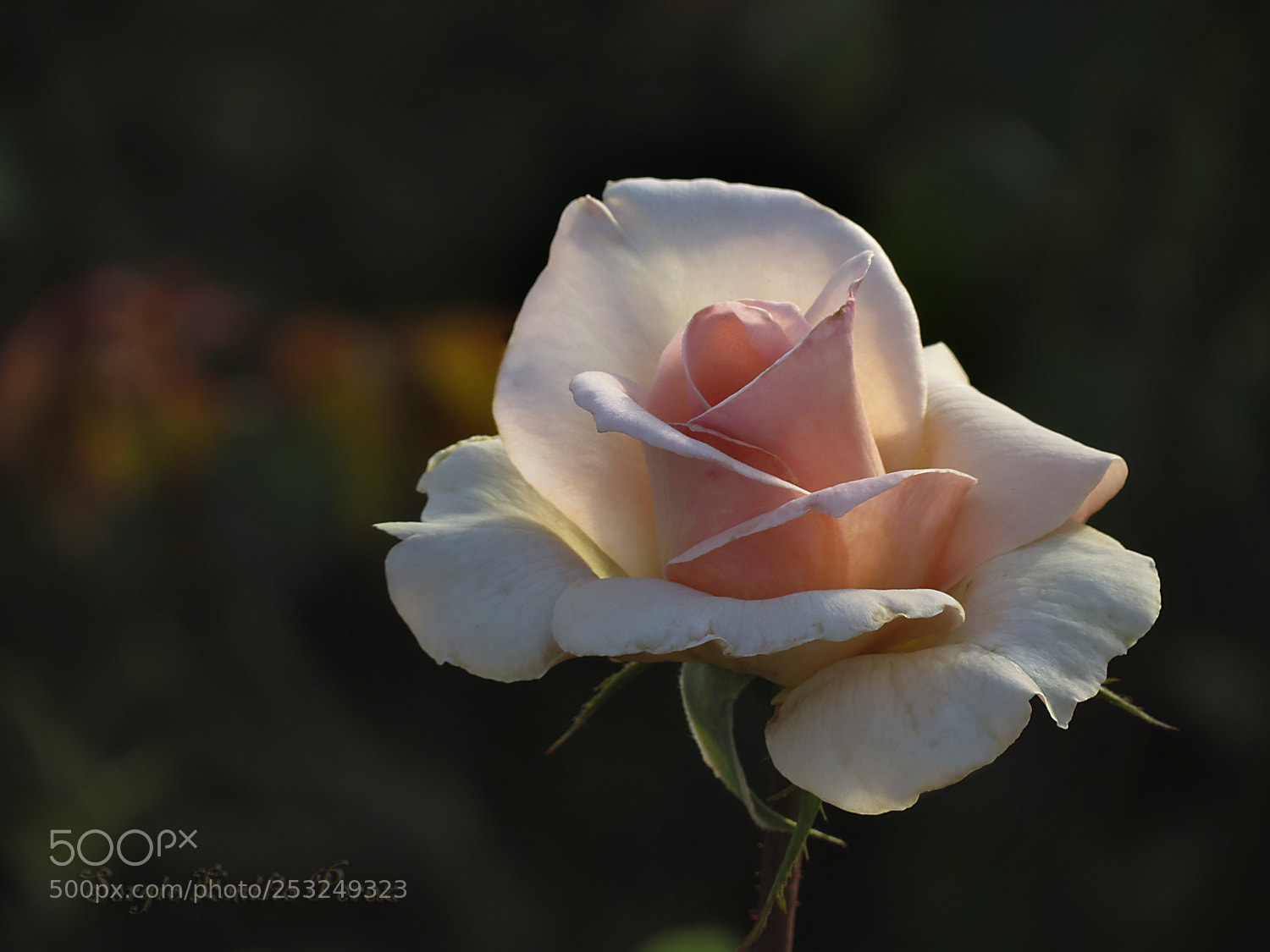 Canon PowerShot SX40 HS sample photo. The ultimate measure... photography