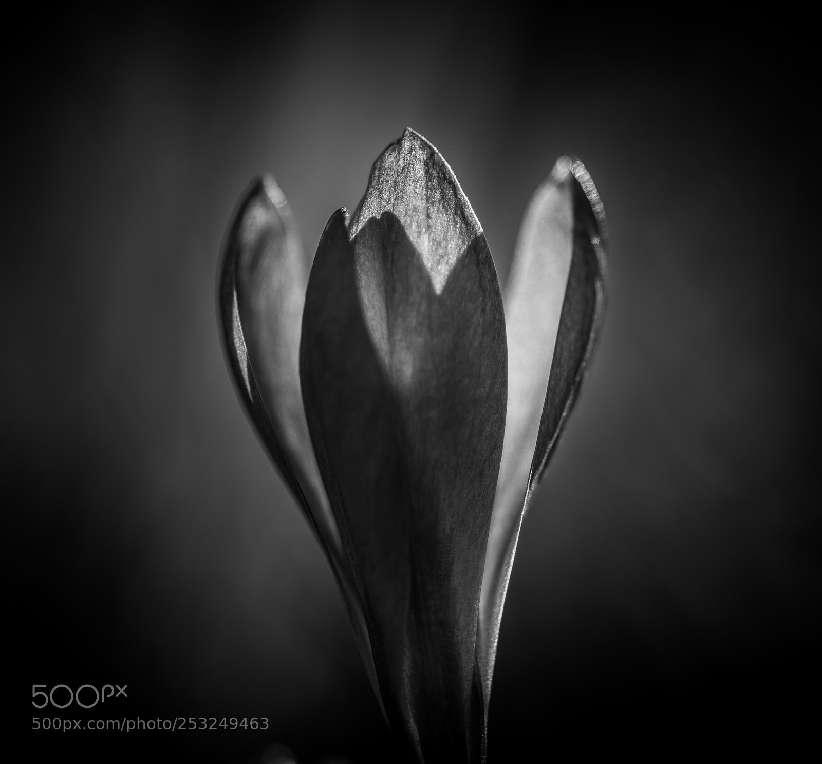 Pentax K-S2 sample photo. Crocus in white and photography