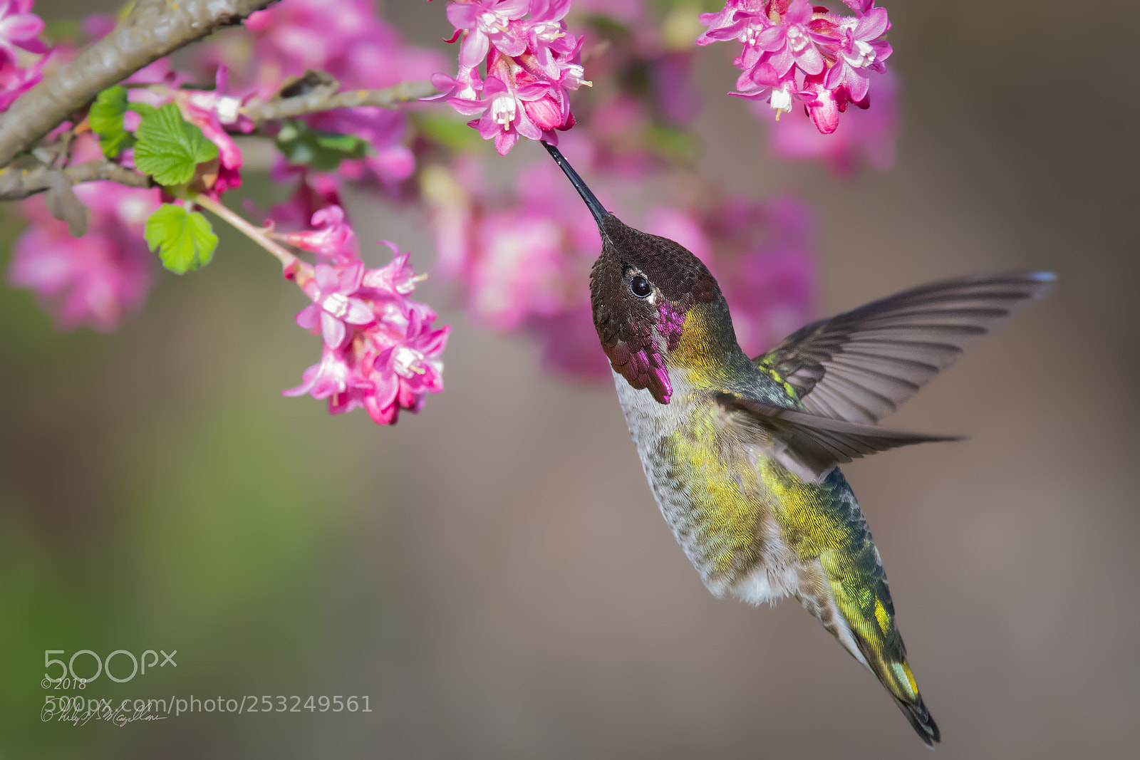 Nikon D500 sample photo. Anna's hummingbird and flowering photography