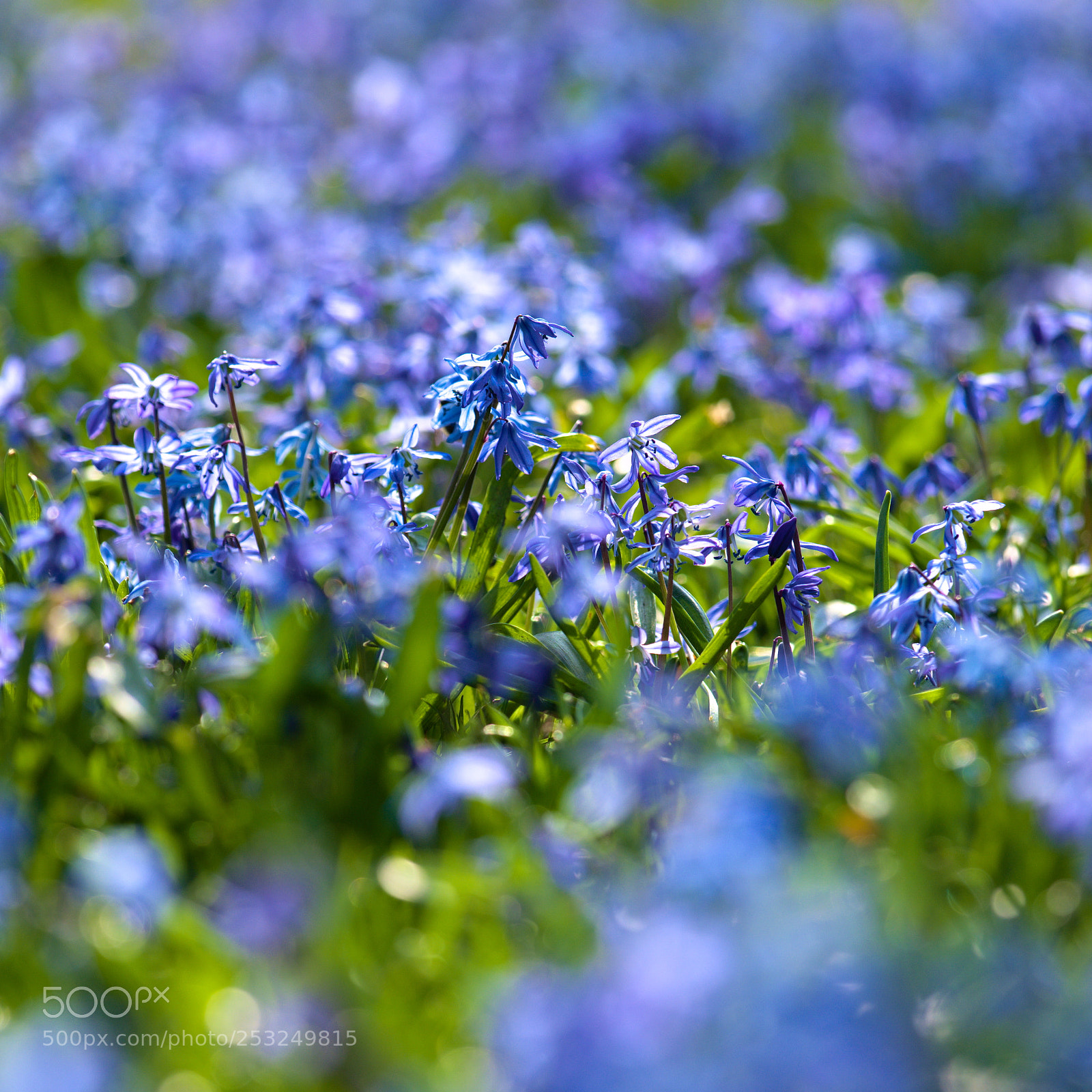 Fujifilm X-T20 sample photo. Bed of flowers photography