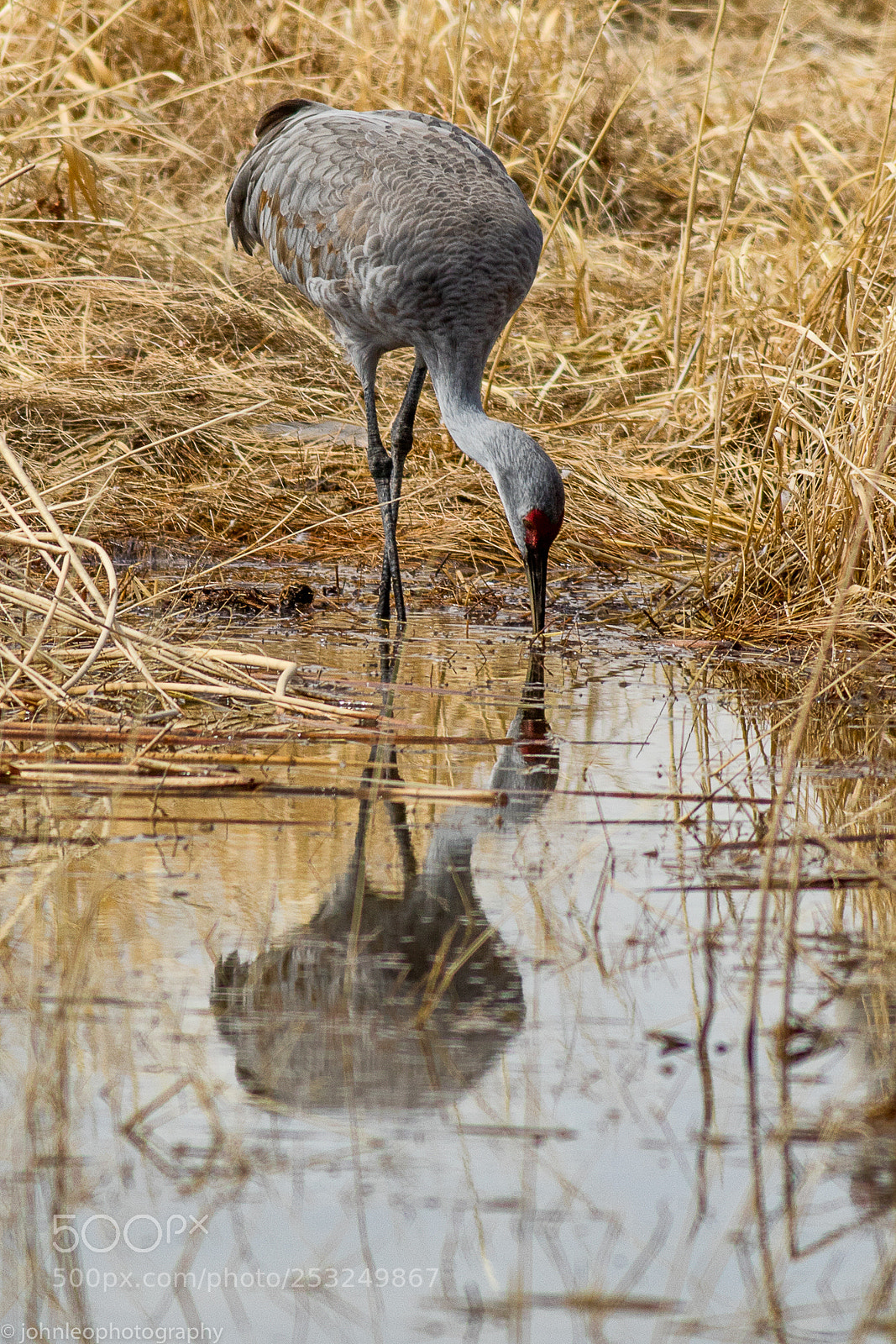 Canon EOS 7D Mark II sample photo. Red headed reflection photography
