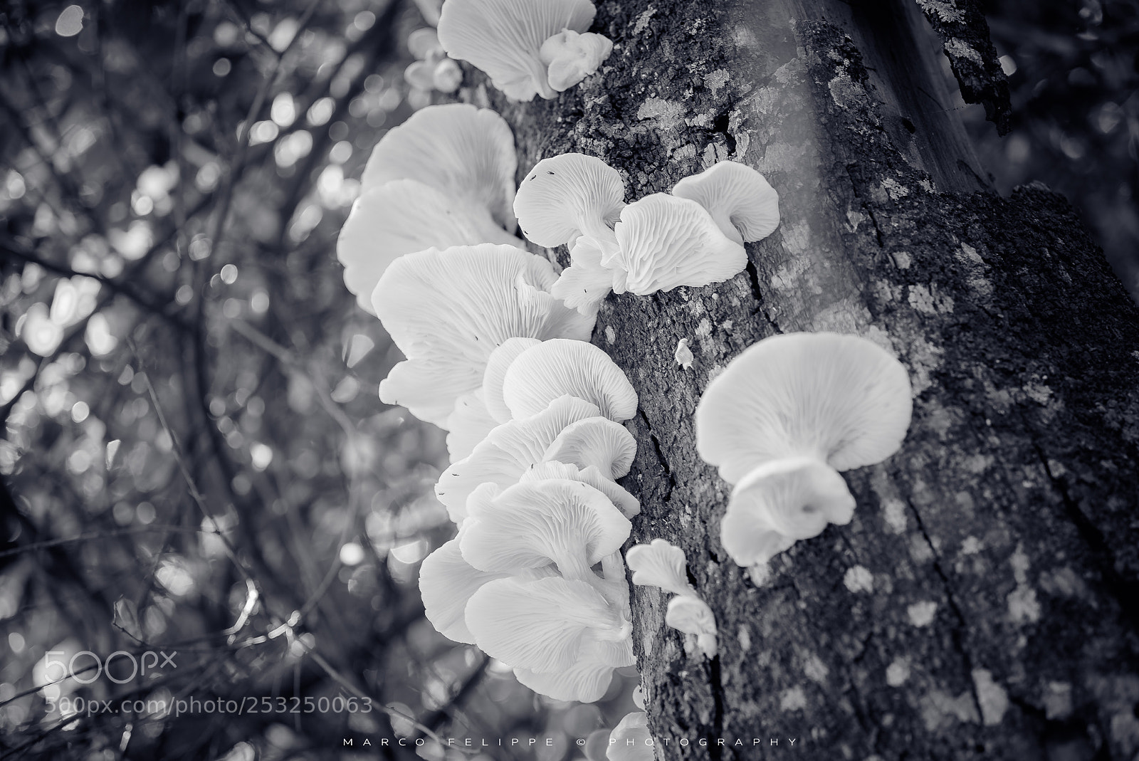 Sony a7S II sample photo. Noir #62 photography
