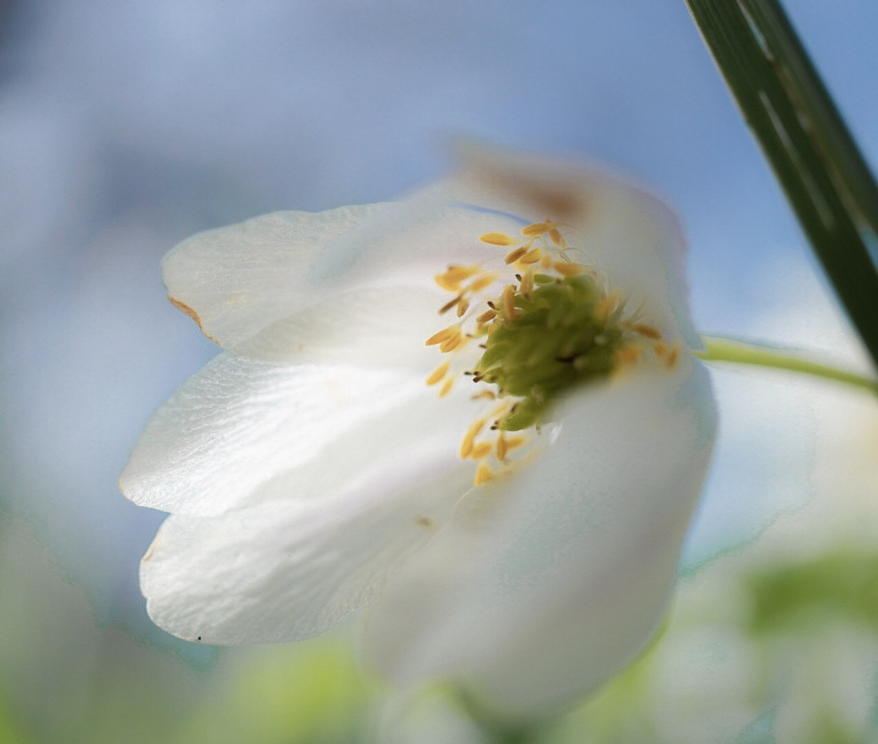 Sony Alpha QX1 sample photo. Flower in the wind! photography