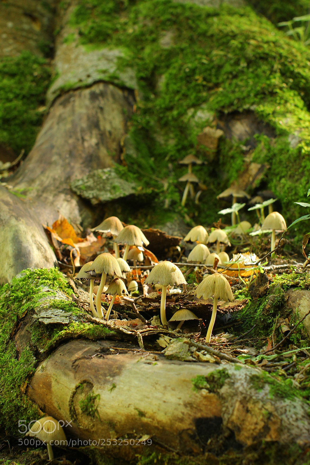 Canon EOS 60D sample photo. Mushroom forest photography