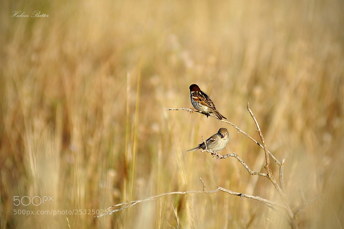 Nikon D700 sample photo. Copy photography