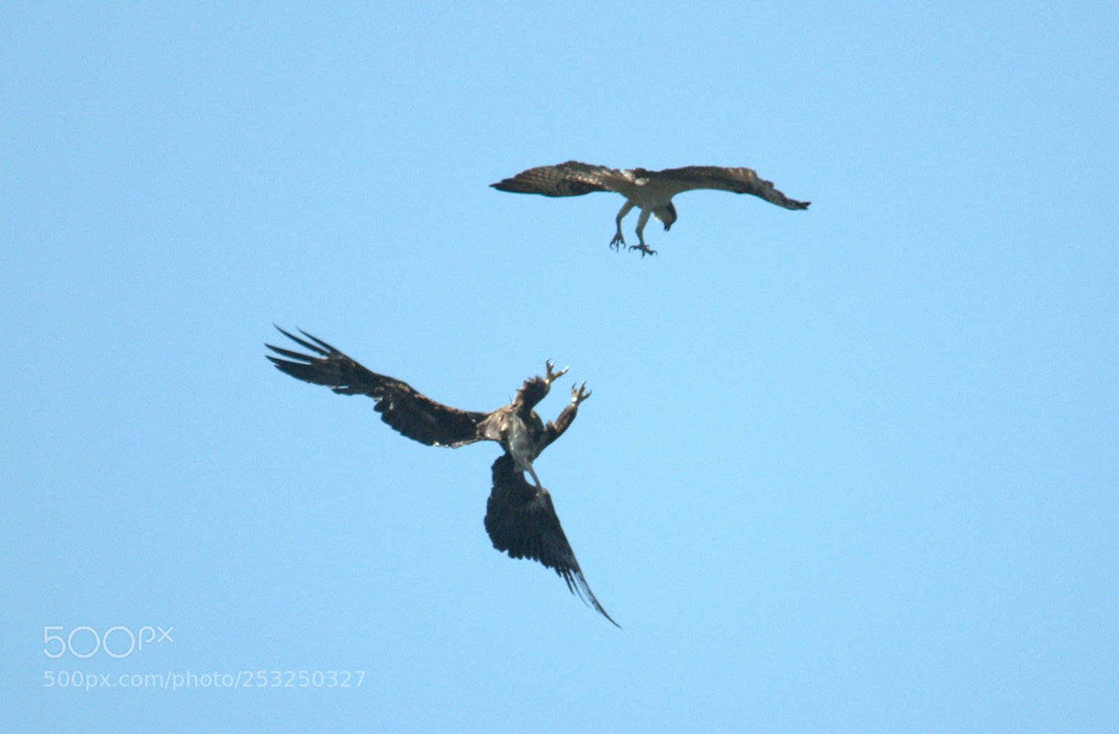 Nikon D300 sample photo. Eagle vs osprey photography