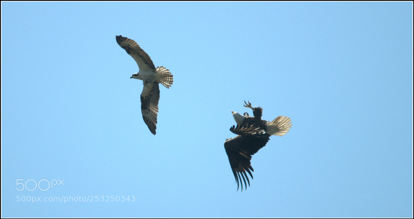 Nikon D300 sample photo. Eagle vs osprey photography